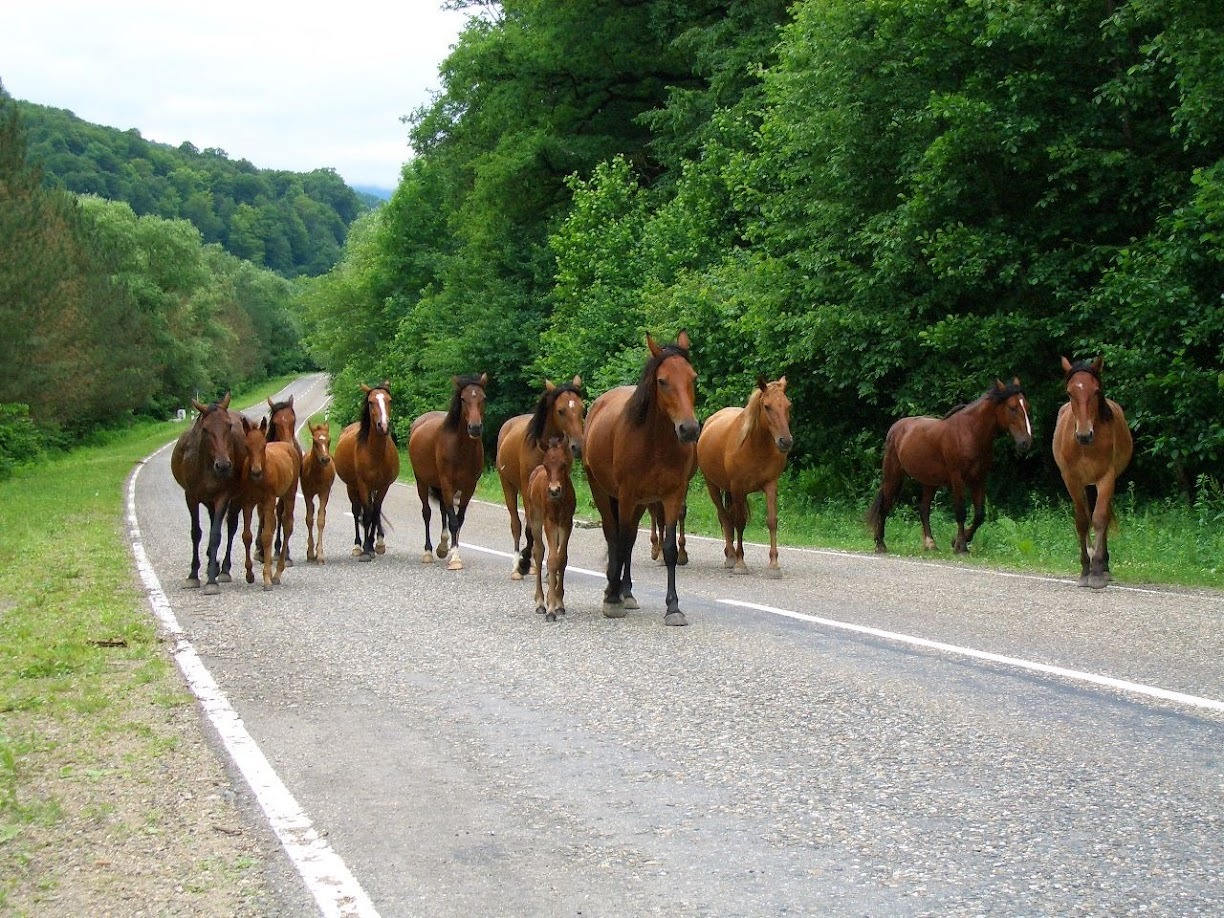 Horses - My, Horses, Road, The photo, Nature, Republic of Adygea