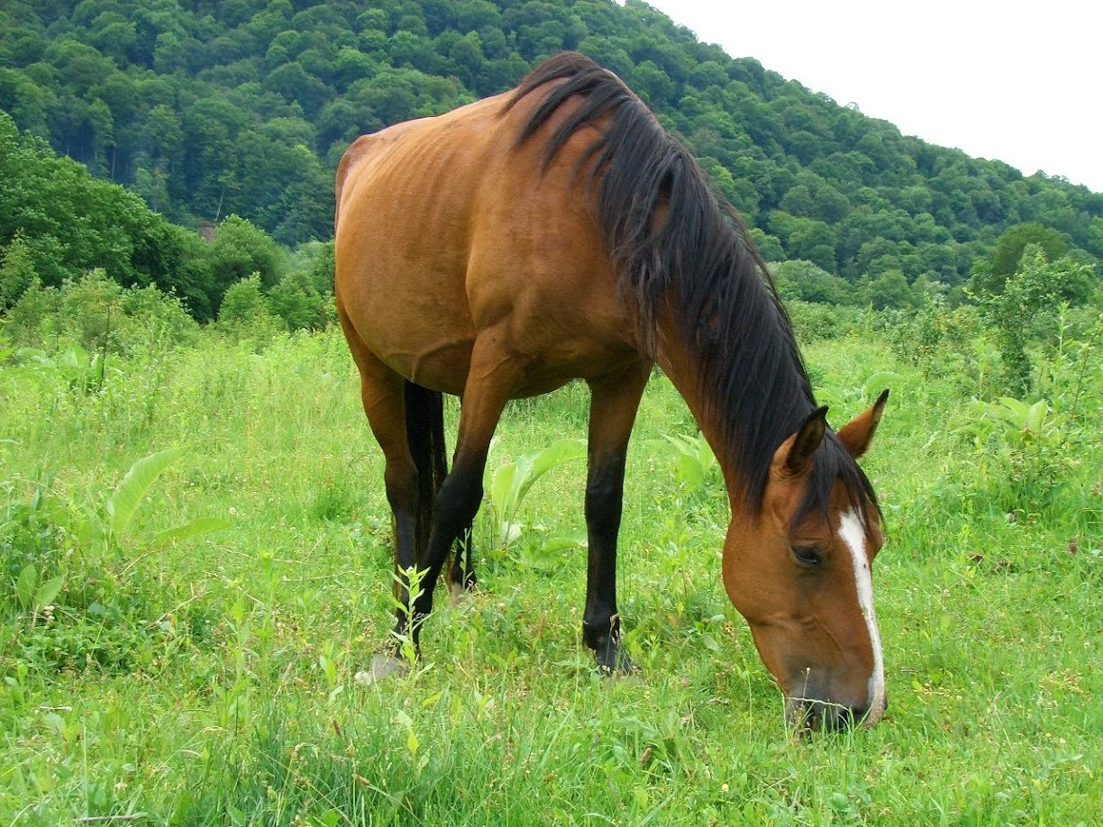 Horses - My, Horses, Road, The photo, Nature, Republic of Adygea