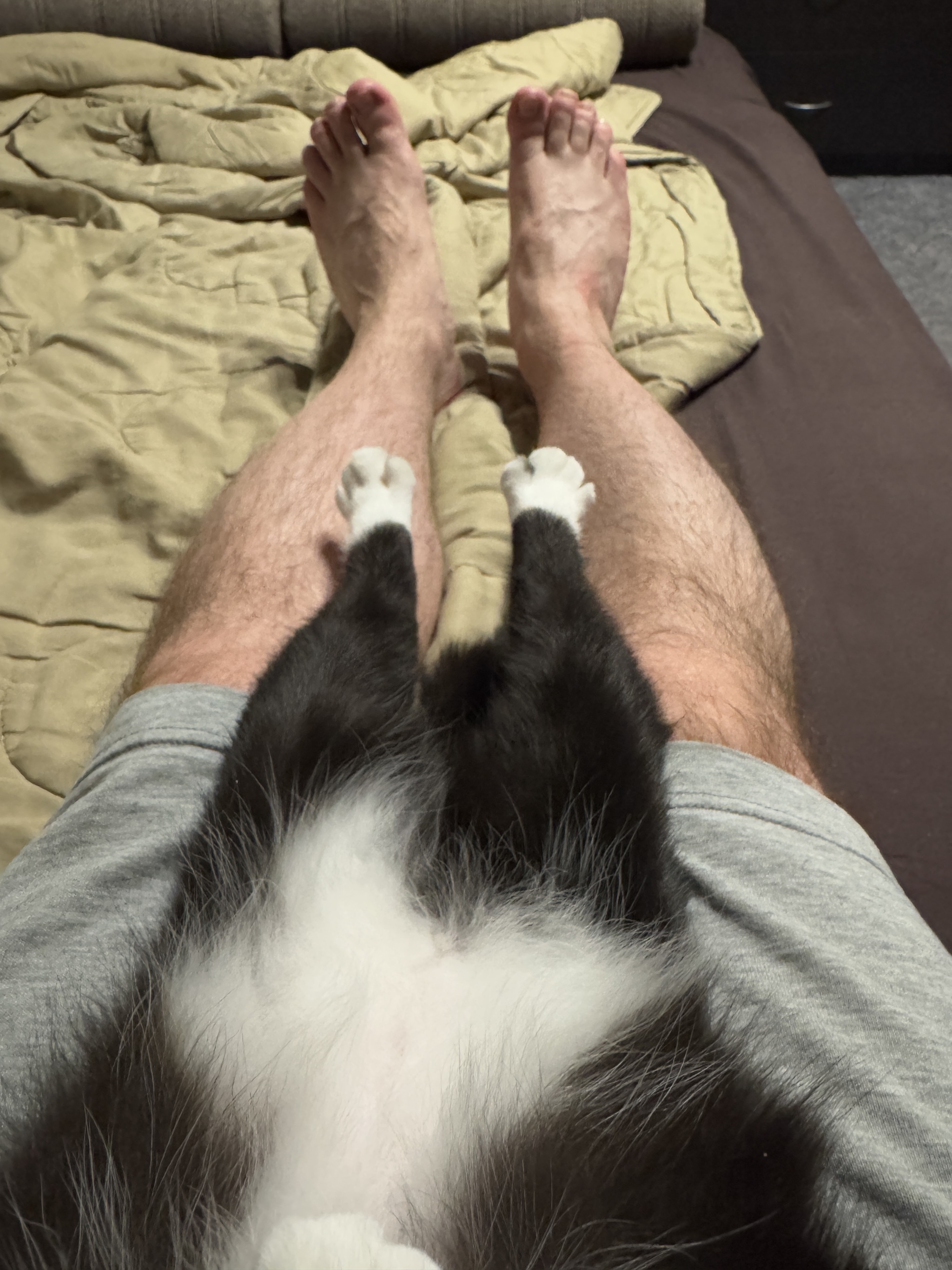 Let's rest - My, Legs, Paws, cat, The photo