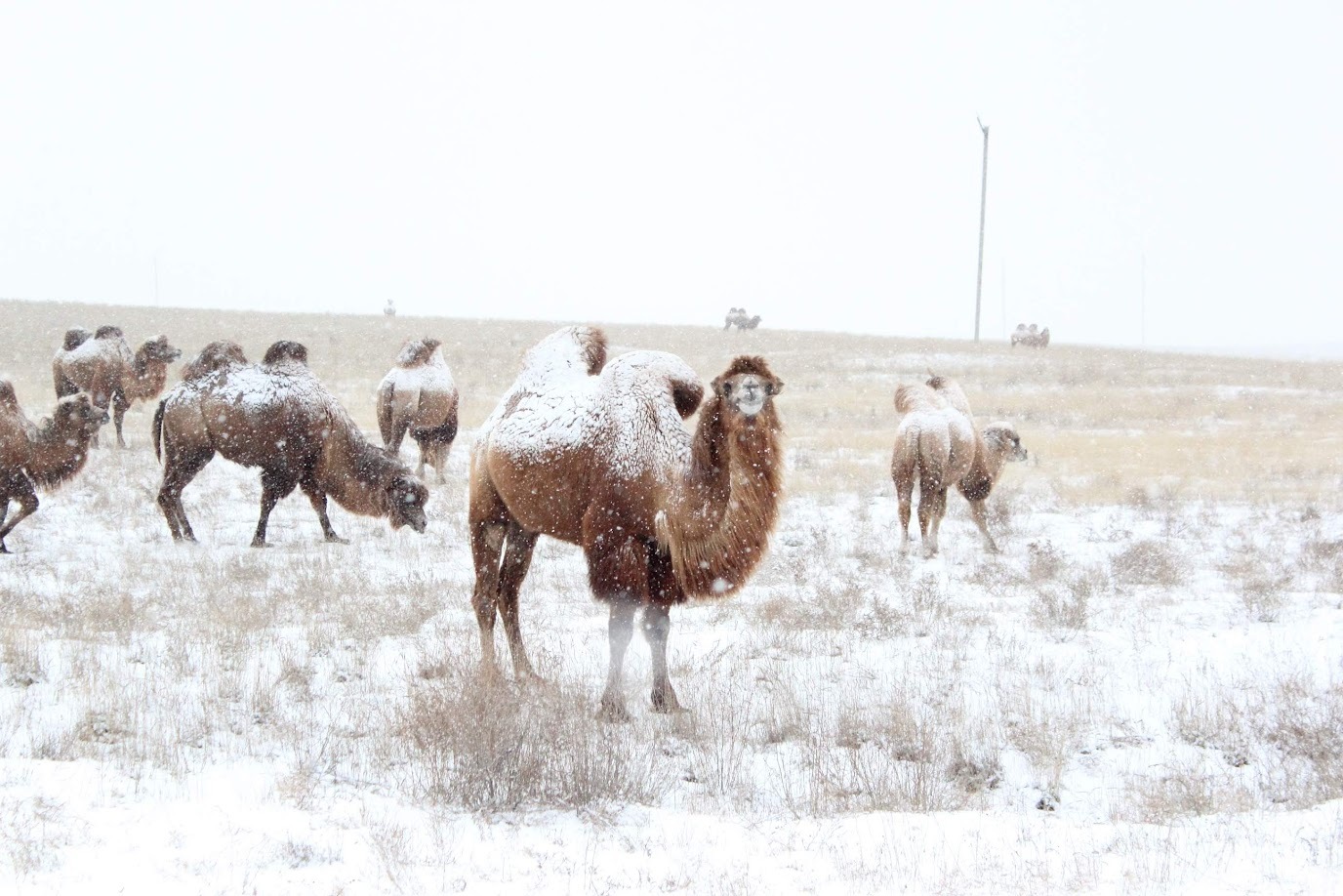 Just a camel with a windmill in the background - My, Camels, The photo, Snow, Winter, Astrakhan Region, Mobile photography, Nature, Astrakhan