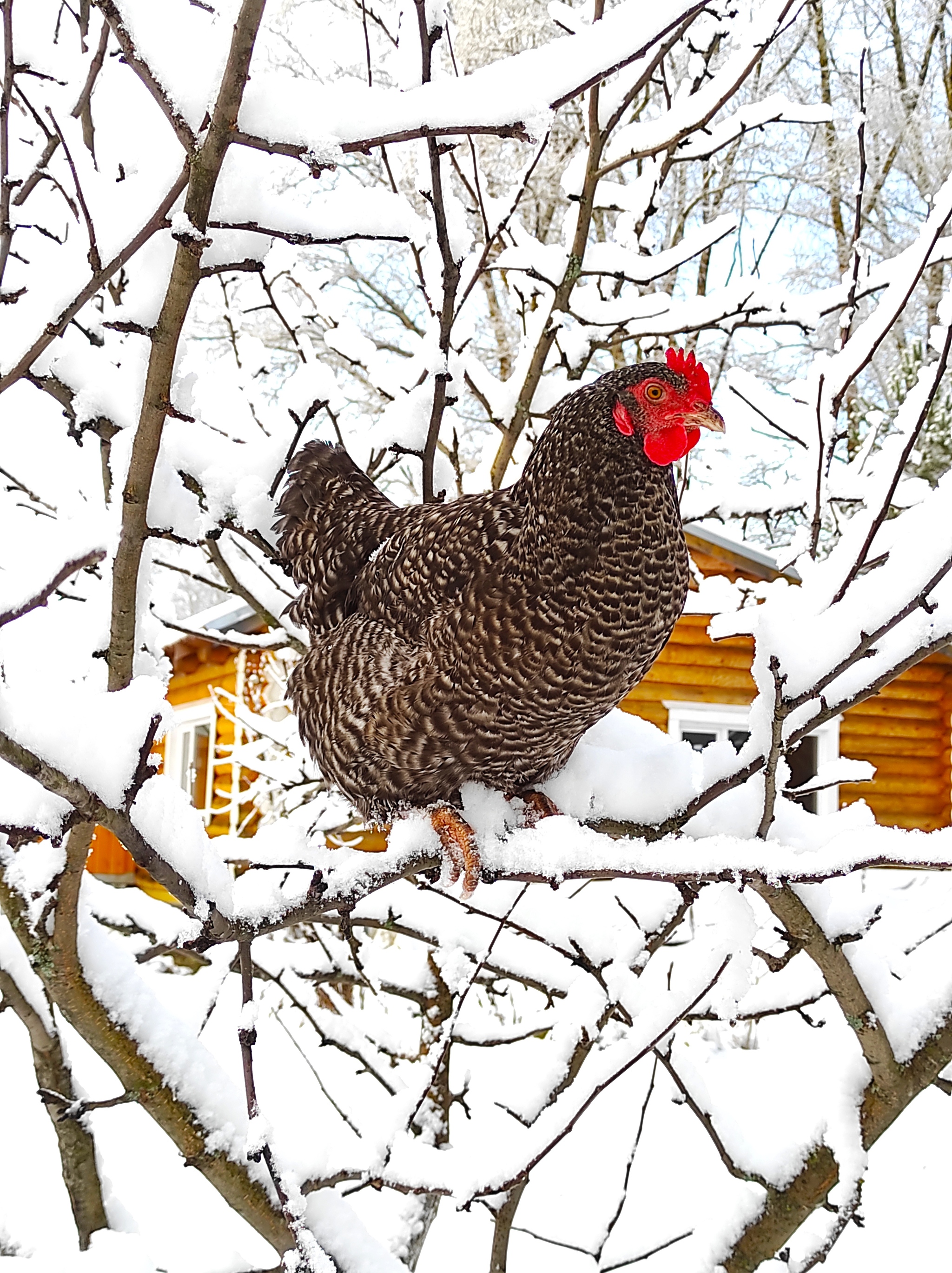 With the first snow the first bullfinch arrived - My, Village, Сельское хозяйство, Village, Harvest, Garden