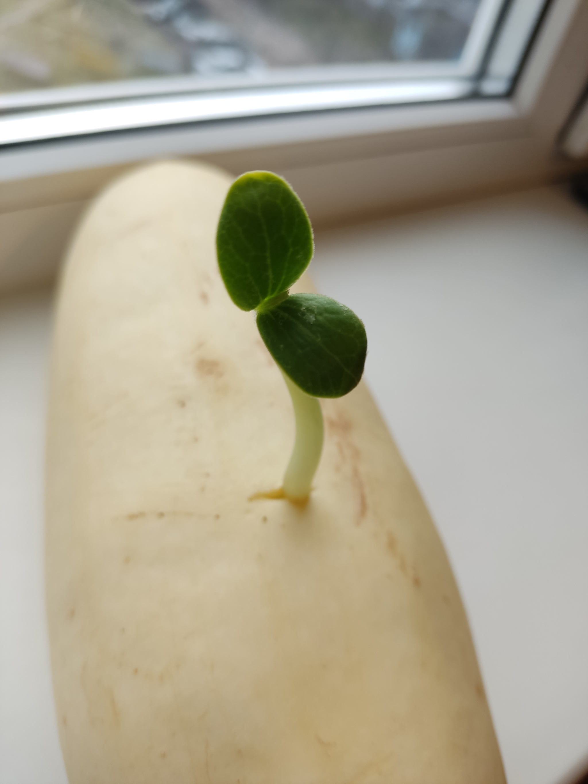 Unbroken - My, Zucchini, Sprout, Mobile photography, Longpost