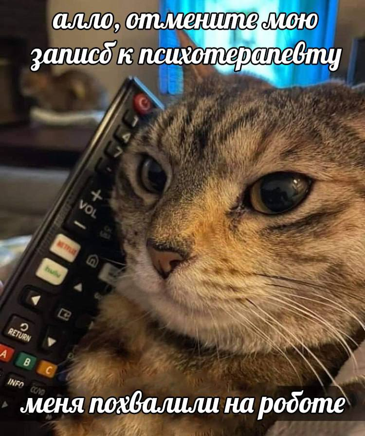 More often like this - Memes, Picture with text, cat, Work