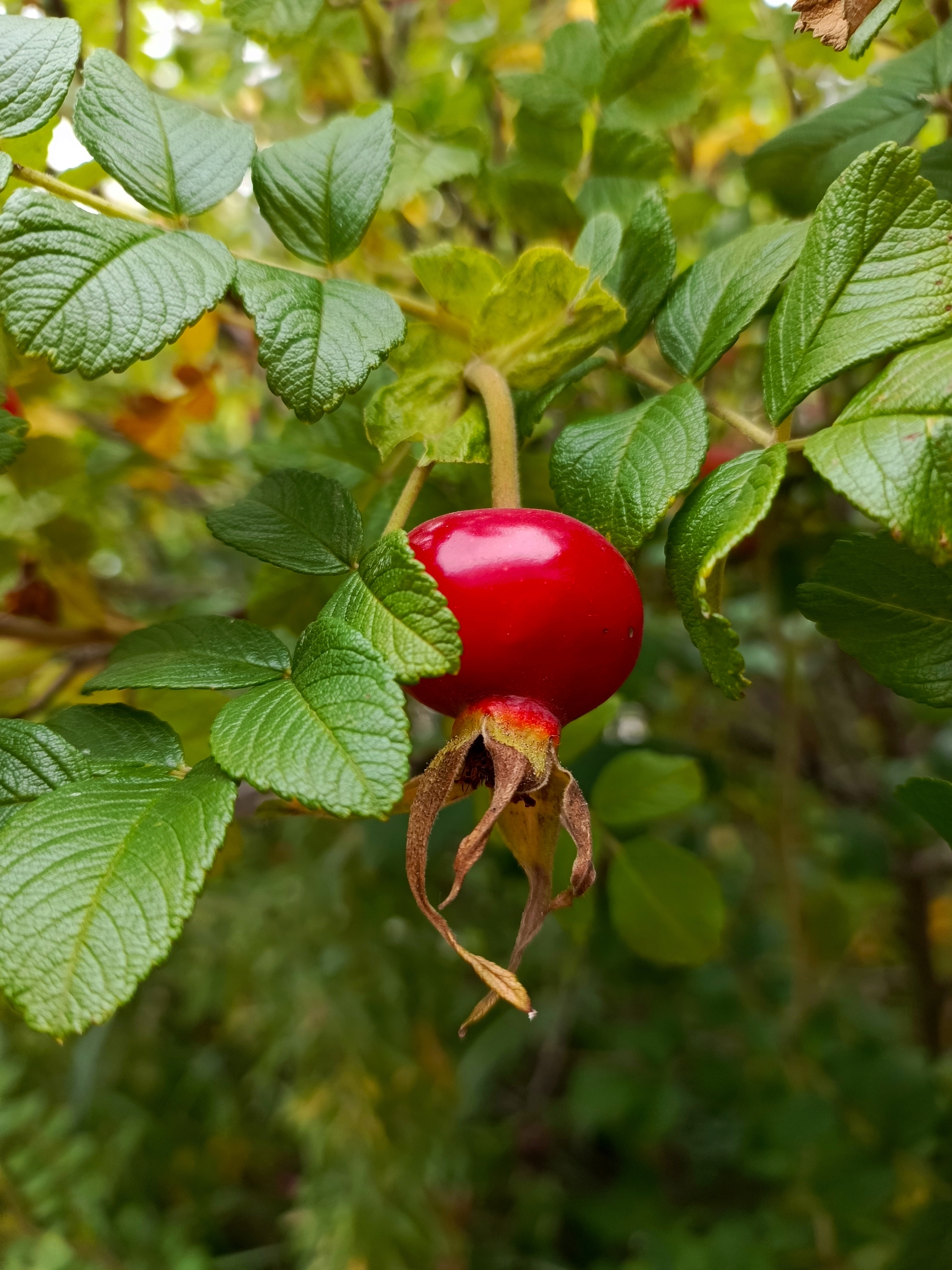 Red - My, Red, Rose hip, The nature of Russia, Frame, Leaves, Permian, Mobile photography