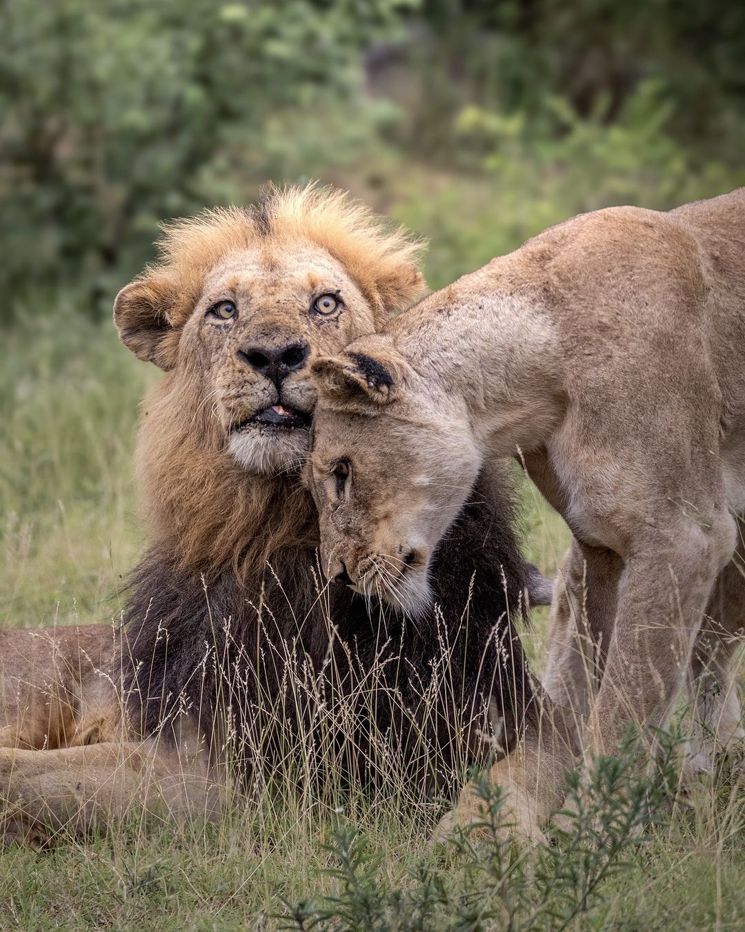 Submissive - Lioness, a lion, Big cats, Cat family, Predatory animals, Reserves and sanctuaries, South Africa, The photo