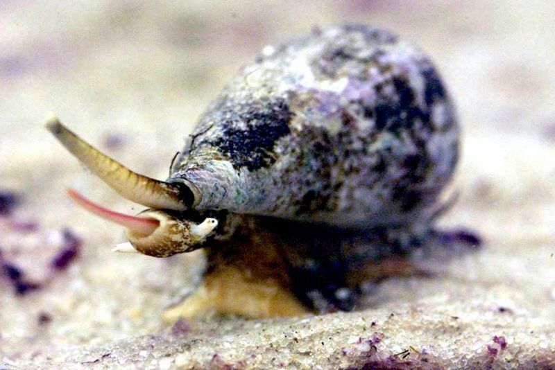 Cone snails. See and die. Danger in shallow waters - My, Pain, Nature, wildlife, Ocean, Sea, Snail, Cone, I, Poisonous animals, Paralysis, Death, Danger, Water, Clam, Gastropod molluscum, Sink, Longpost