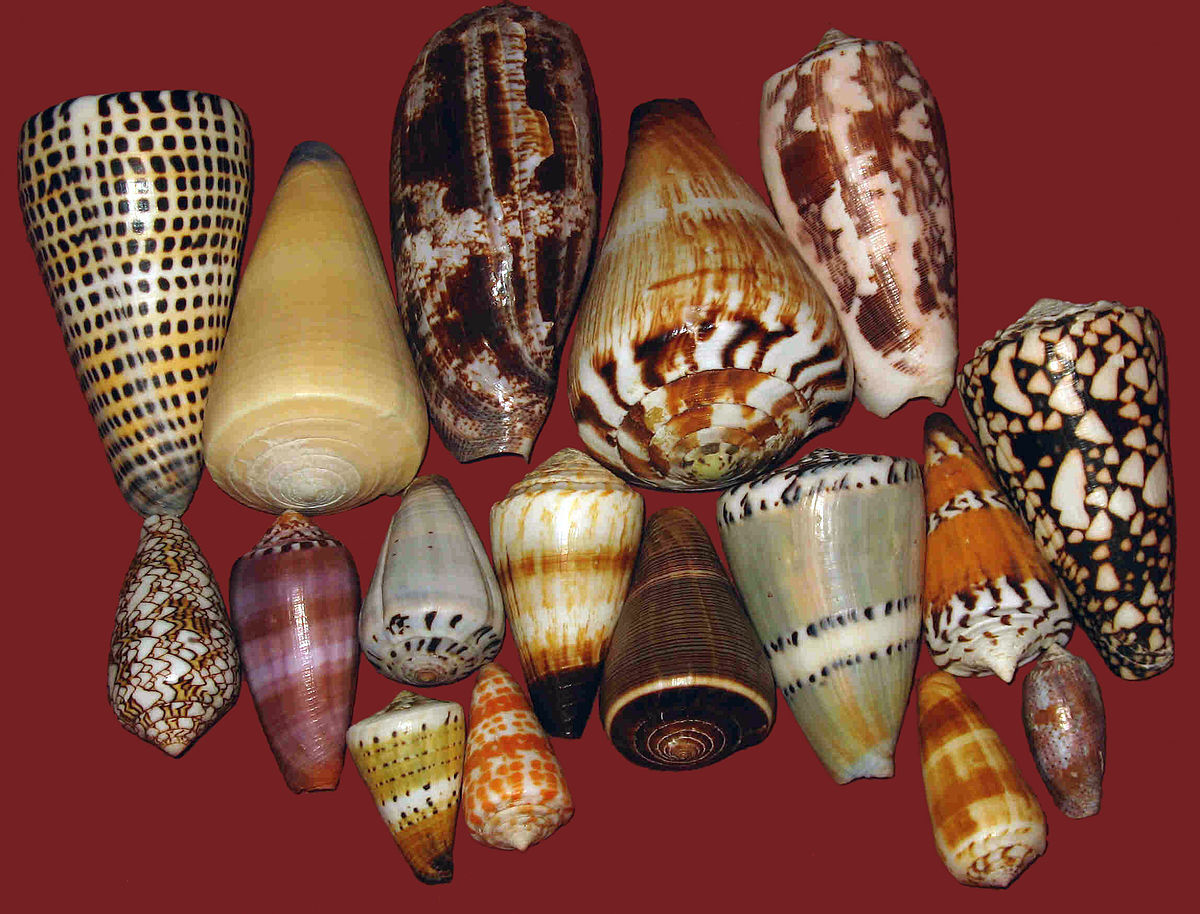 Cone snails. See and die. Danger in shallow waters - My, Pain, Nature, wildlife, Ocean, Sea, Snail, Cone, I, Poisonous animals, Paralysis, Death, Danger, Water, Clam, Gastropod molluscum, Sink, Longpost