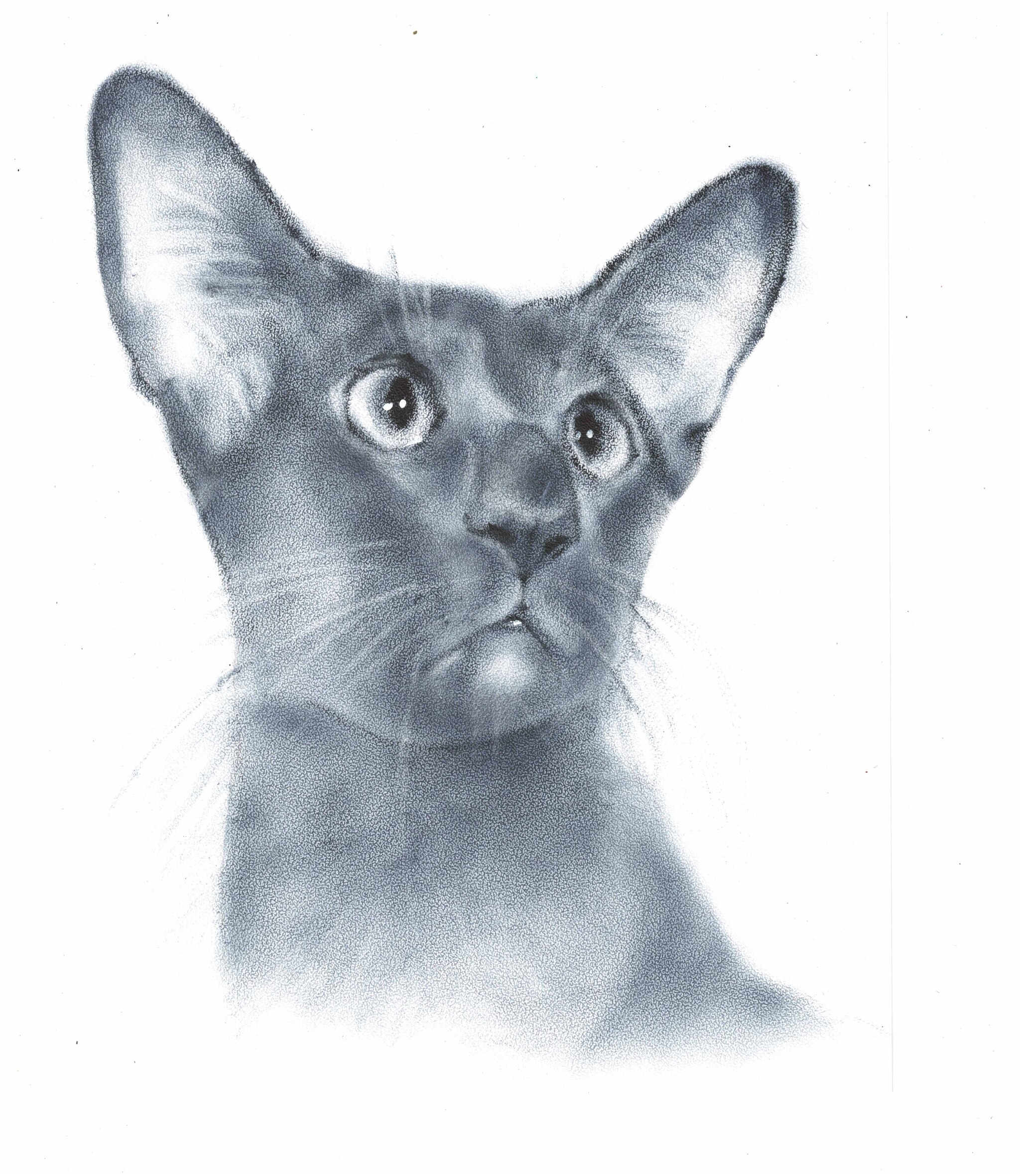 Portrait - My, Luboff00, Traditional art, Graphics, Dry brush, Oriental cats, cat, Oil painting, Watercolor paper, Animalistics