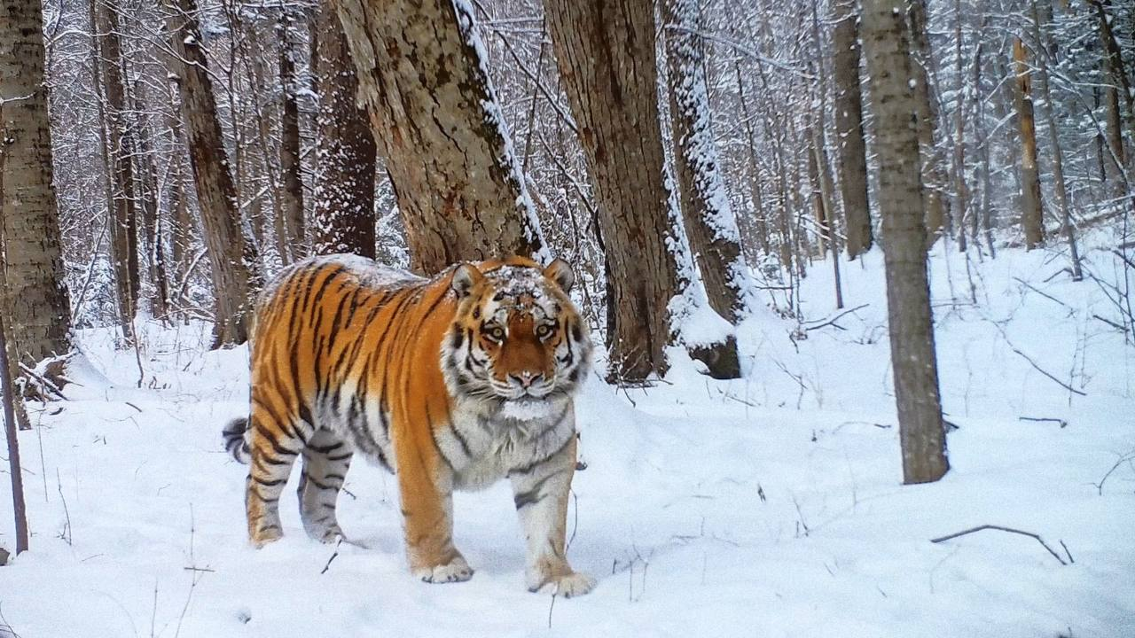 Мужчина с весом - Амурский тигр, Заповедники и заказники, Приморский край, Тигр, Фотография, Большие кошки, Хищные животные, Семейство кошачьих, Дикие животные, Дикая природа, Telegram (ссылка), Уссурийский заповедник