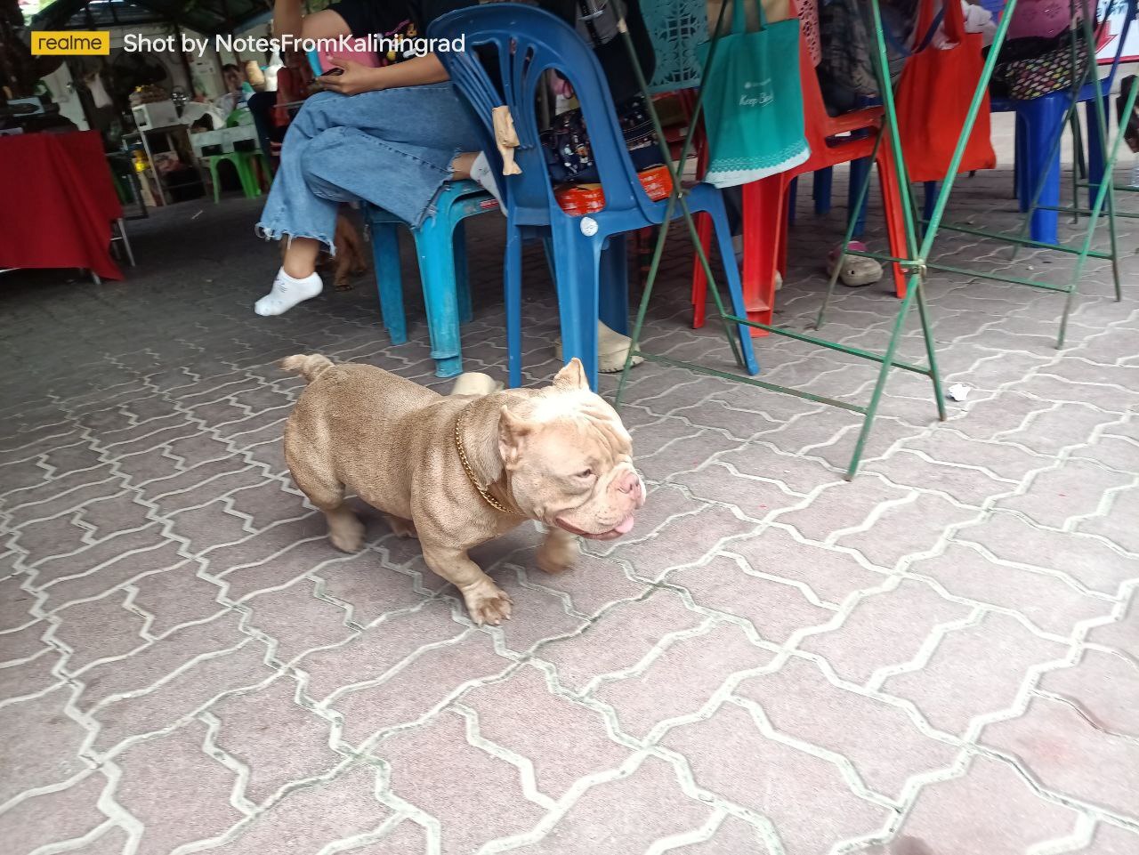 They were looking for copper, but found gold! - My, American Bully, Dog, The photo, Street photography, Vertical video, Travels, Thailand, Video, Soundless, Longpost