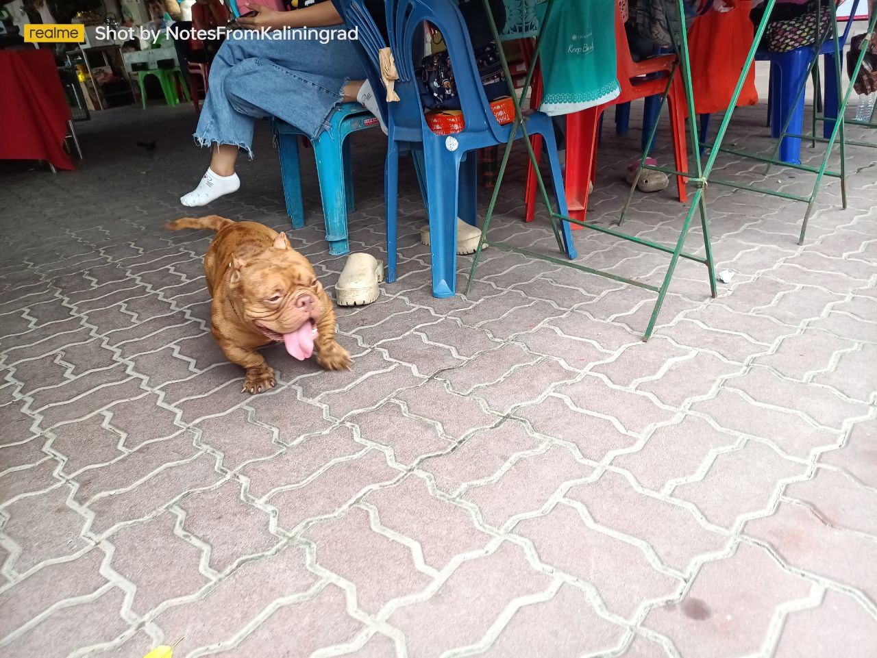 They were looking for copper, but found gold! - My, American Bully, Dog, The photo, Street photography, Vertical video, Travels, Thailand, Video, Soundless, Longpost