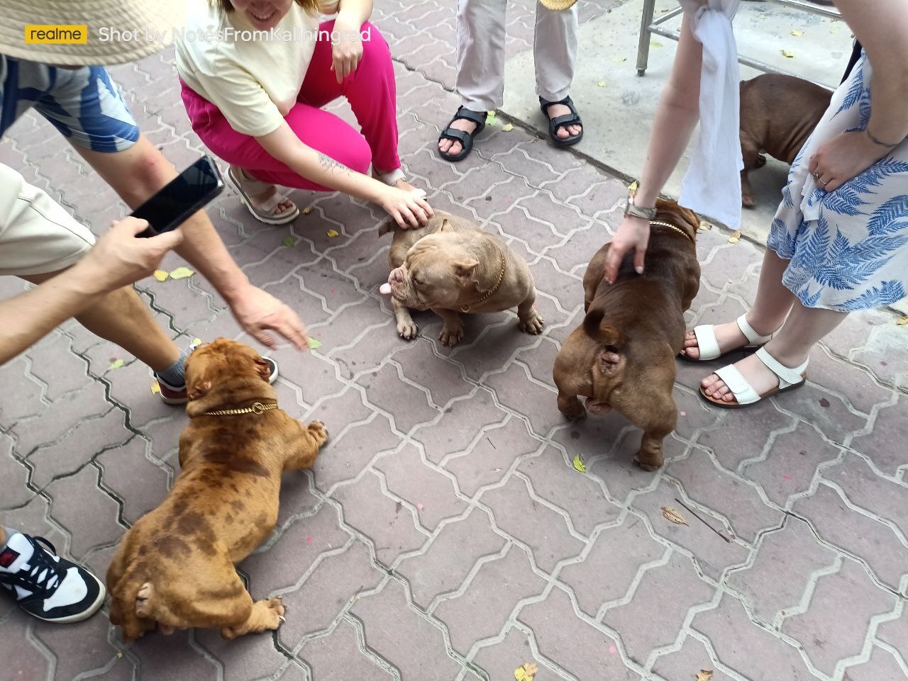 They were looking for copper, but found gold! - My, American Bully, Dog, The photo, Street photography, Vertical video, Travels, Thailand, Video, Soundless, Longpost