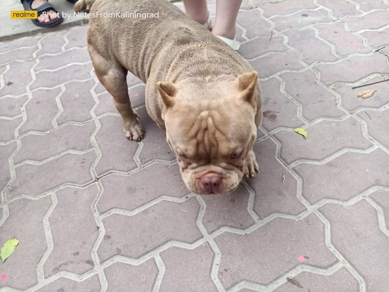 They were looking for copper, but found gold! - My, American Bully, Dog, The photo, Street photography, Vertical video, Travels, Thailand, Video, Soundless, Longpost