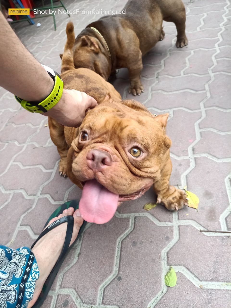 They were looking for copper, but found gold! - My, American Bully, Dog, The photo, Street photography, Vertical video, Travels, Thailand, Video, Soundless, Longpost