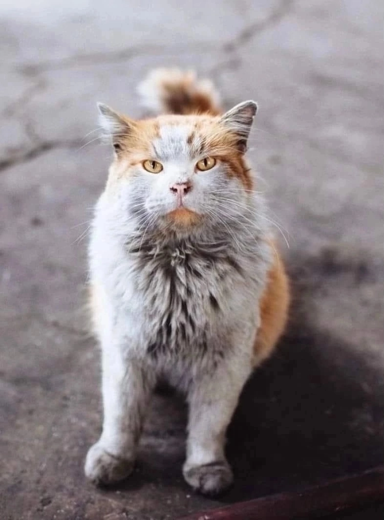 IF YOU SEE A DIRTY CAT. It means he hasn't DRINKED for a long time! - cat, Homeless animals, Helping animals