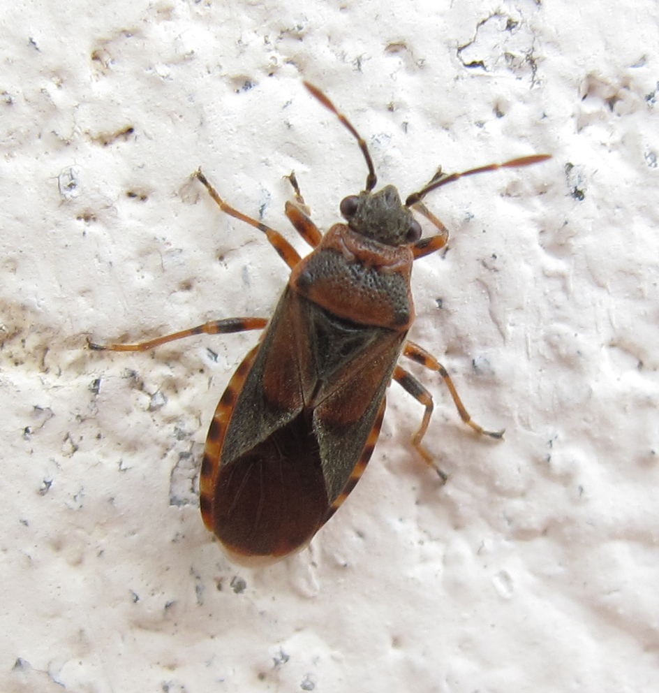 Elm Bug: An Uninvited Neighbor in Your Home - My, House, Bedbugs, Pests, Insects, wildlife, Nature, Apartment, Smell, Fight, Longpost