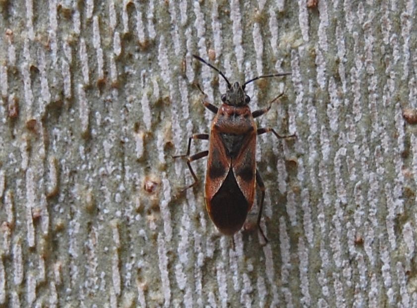 Elm Bug: An Uninvited Neighbor in Your Home - My, House, Bedbugs, Pests, Insects, wildlife, Nature, Apartment, Smell, Fight, Longpost