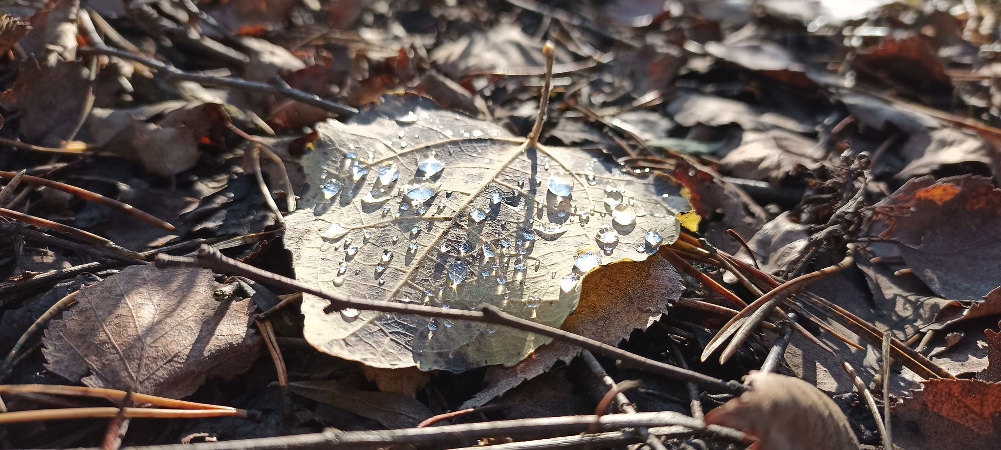 An autumn leaf in your feed - My, The photo, Mobile photography, Photo on sneaker, Autumn, Leaves, Autumn leaves