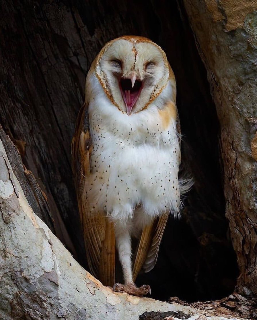 Barn Owl - Barn owl, Owl, Birds, Predator birds, Wild animals, wildlife, The photo