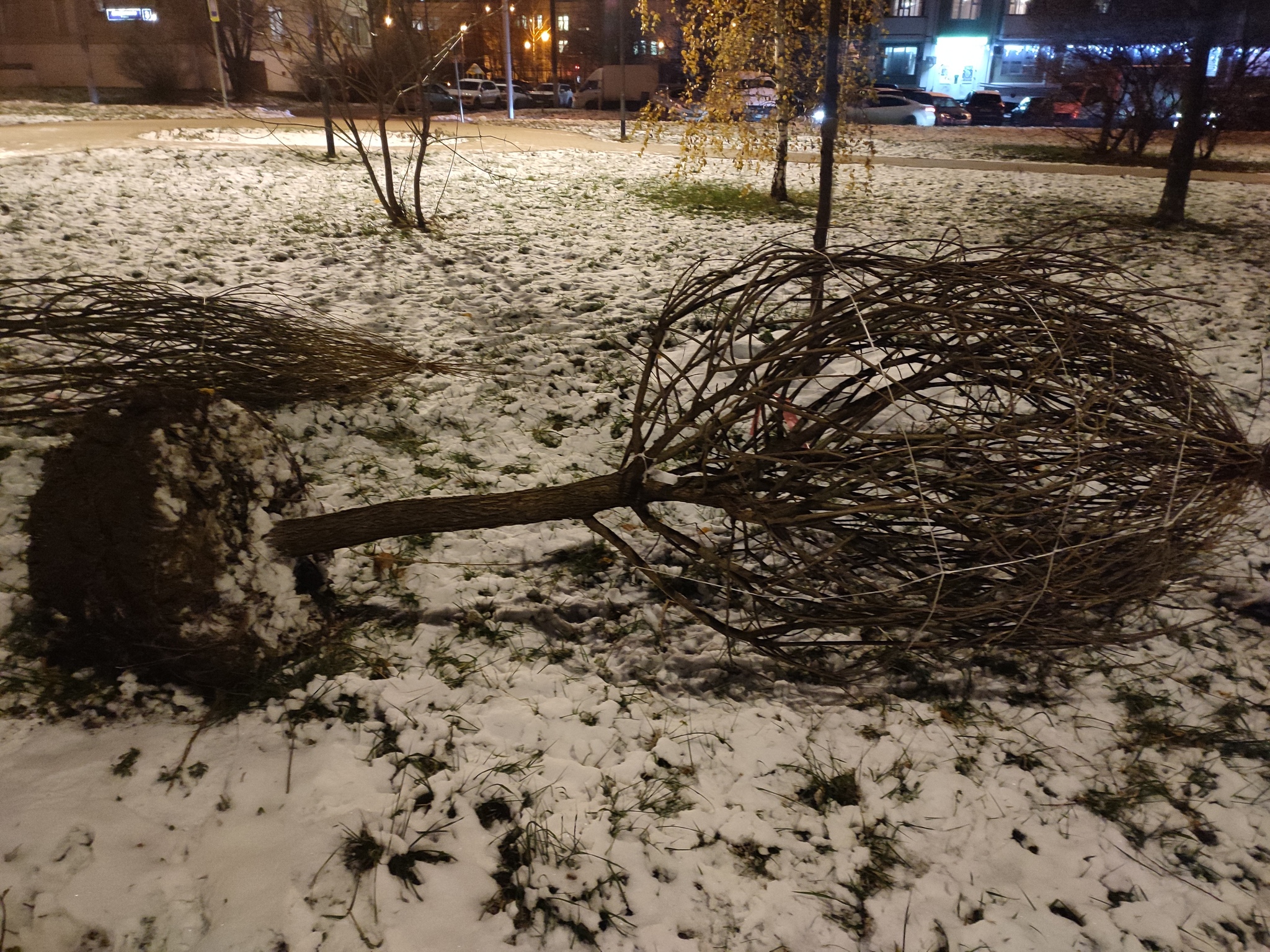 Planting trees in the snow! - My, And so it will do, Tree, Town, Idiocy, The park, The photo