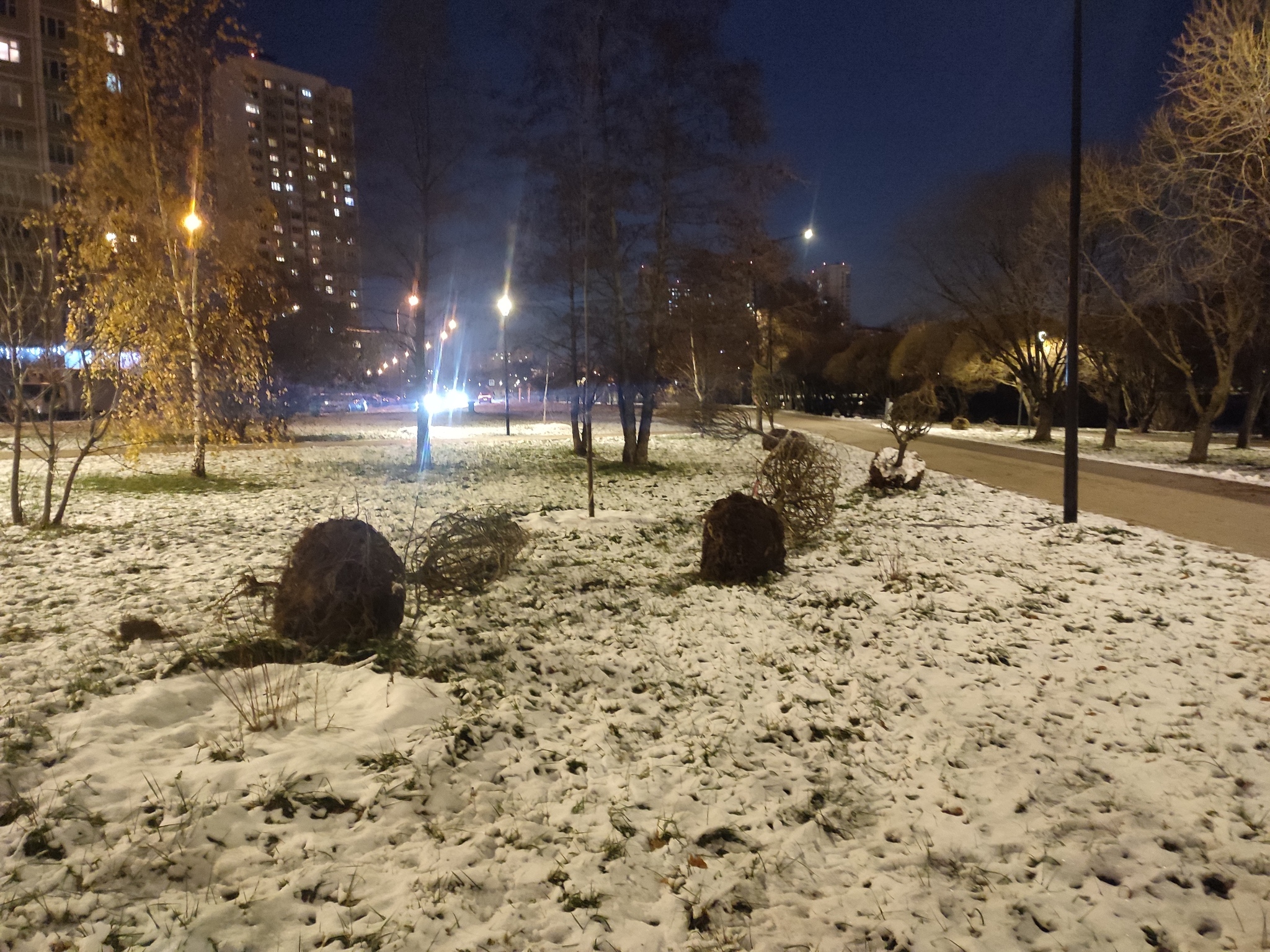 Planting trees in the snow! - My, And so it will do, Tree, Town, Idiocy, The park, The photo