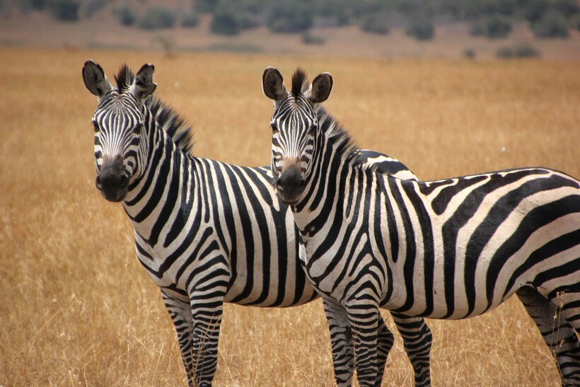 Why are zebras striped? - My, The science, Research, Scientists, zebra, Striped, Stripes, Disguise, Sciencepro, Nauchpop, Animals, the effect, Illusion