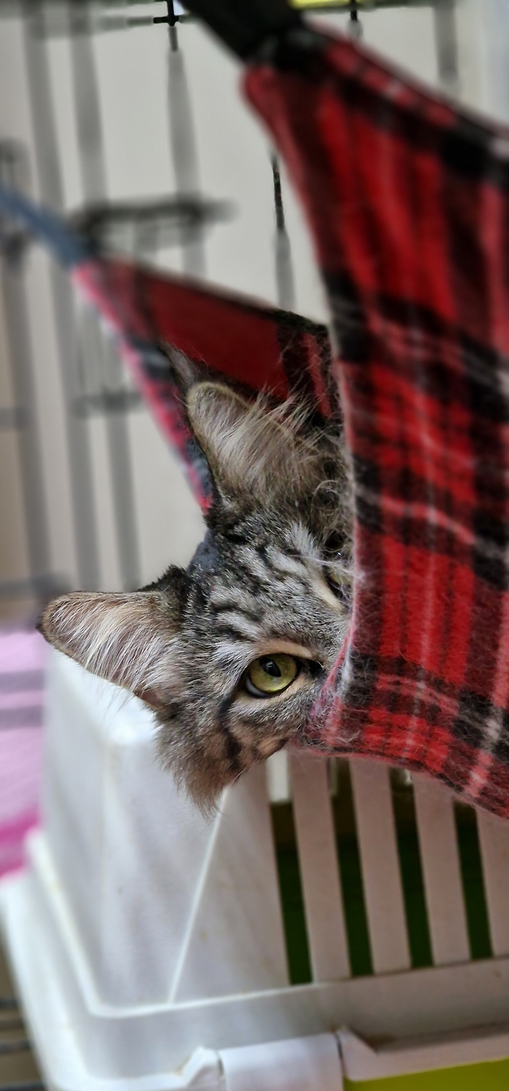 Do you know how to prepare your home for a cat? - My, Animal shelter, Murkosh shelter, cat, Moscow, In good hands, No rating, Help, The photo, Longpost