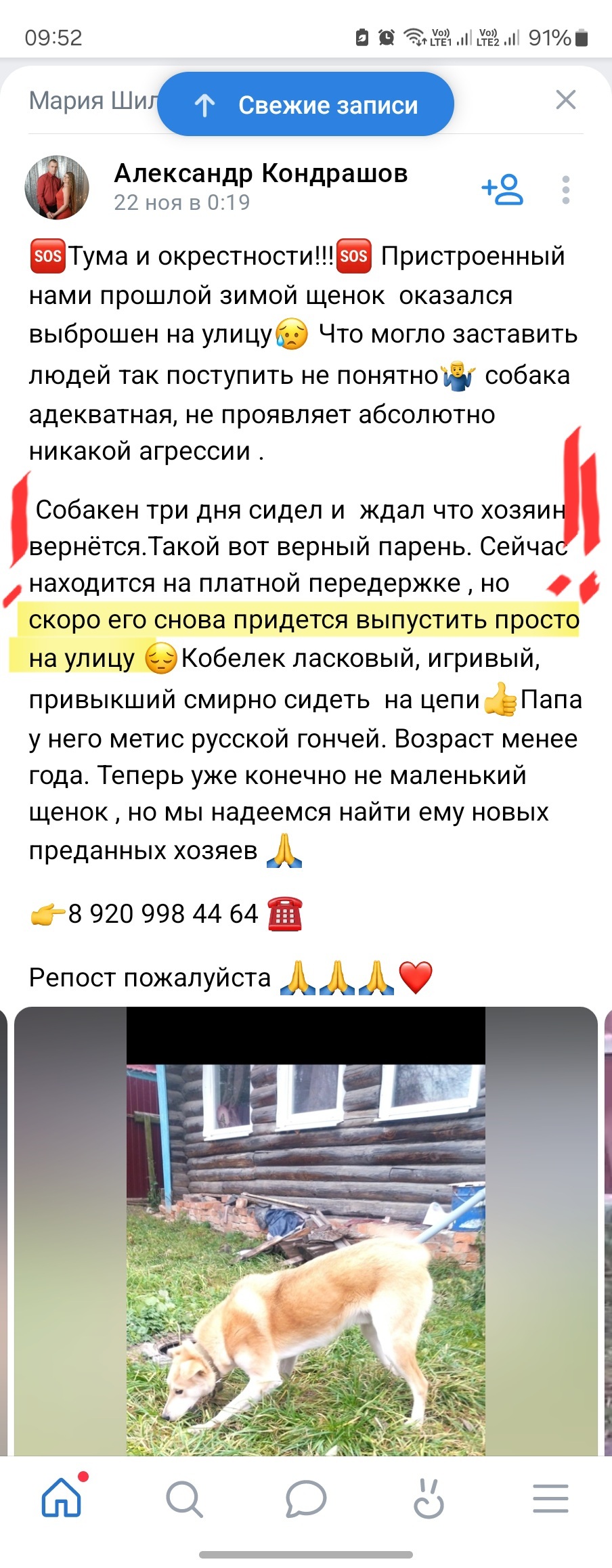 .. Но скоро его придётся снова выпустить на улицуВот так зоозащитники пристраивают собачек - Зоозащитники, Собака, Рязанская область, Бездомные животные, Длиннопост