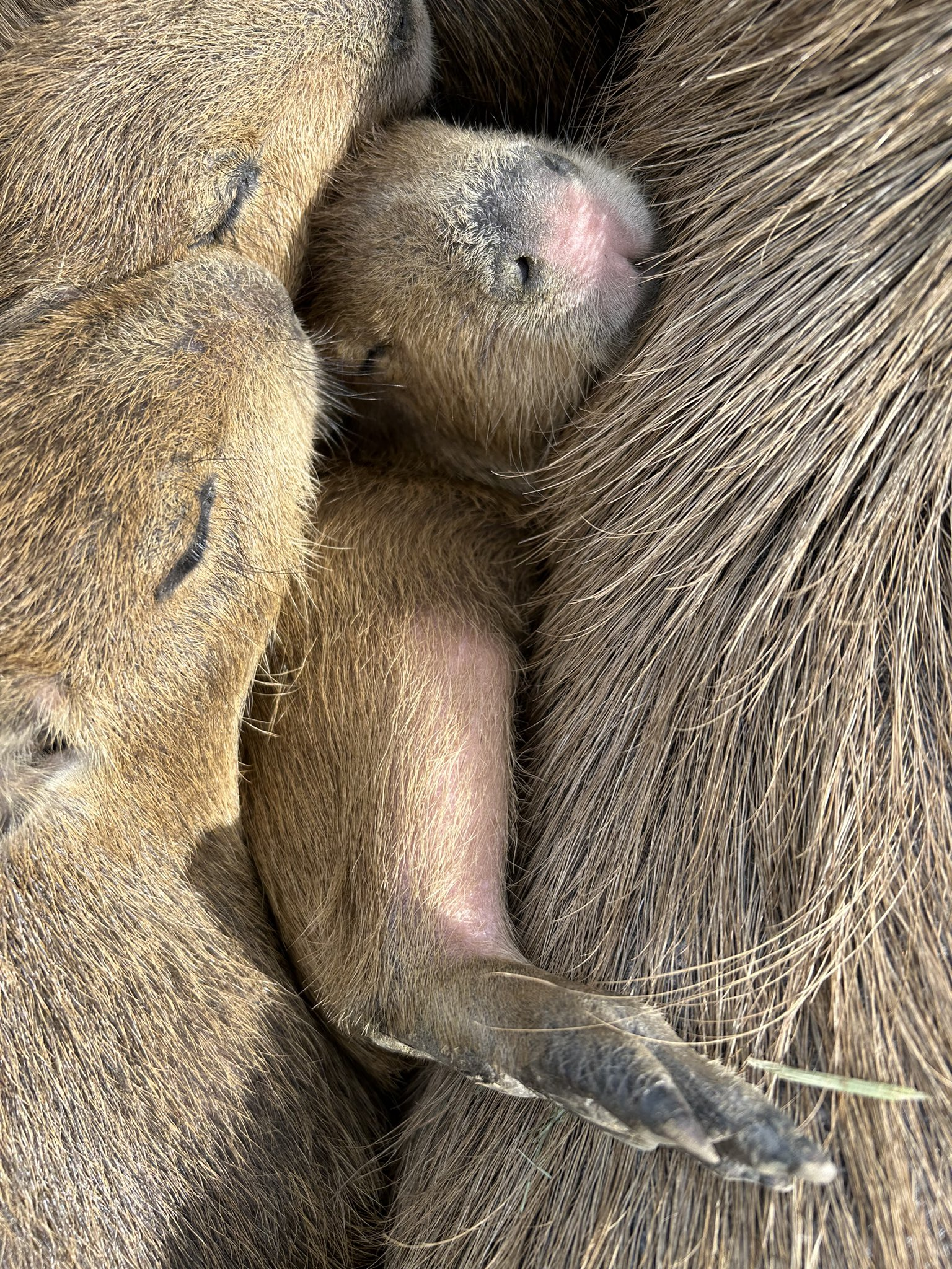 U-convenience - Wild animals, Zoo, Capybara, Rodents, Young, Dream, Longpost