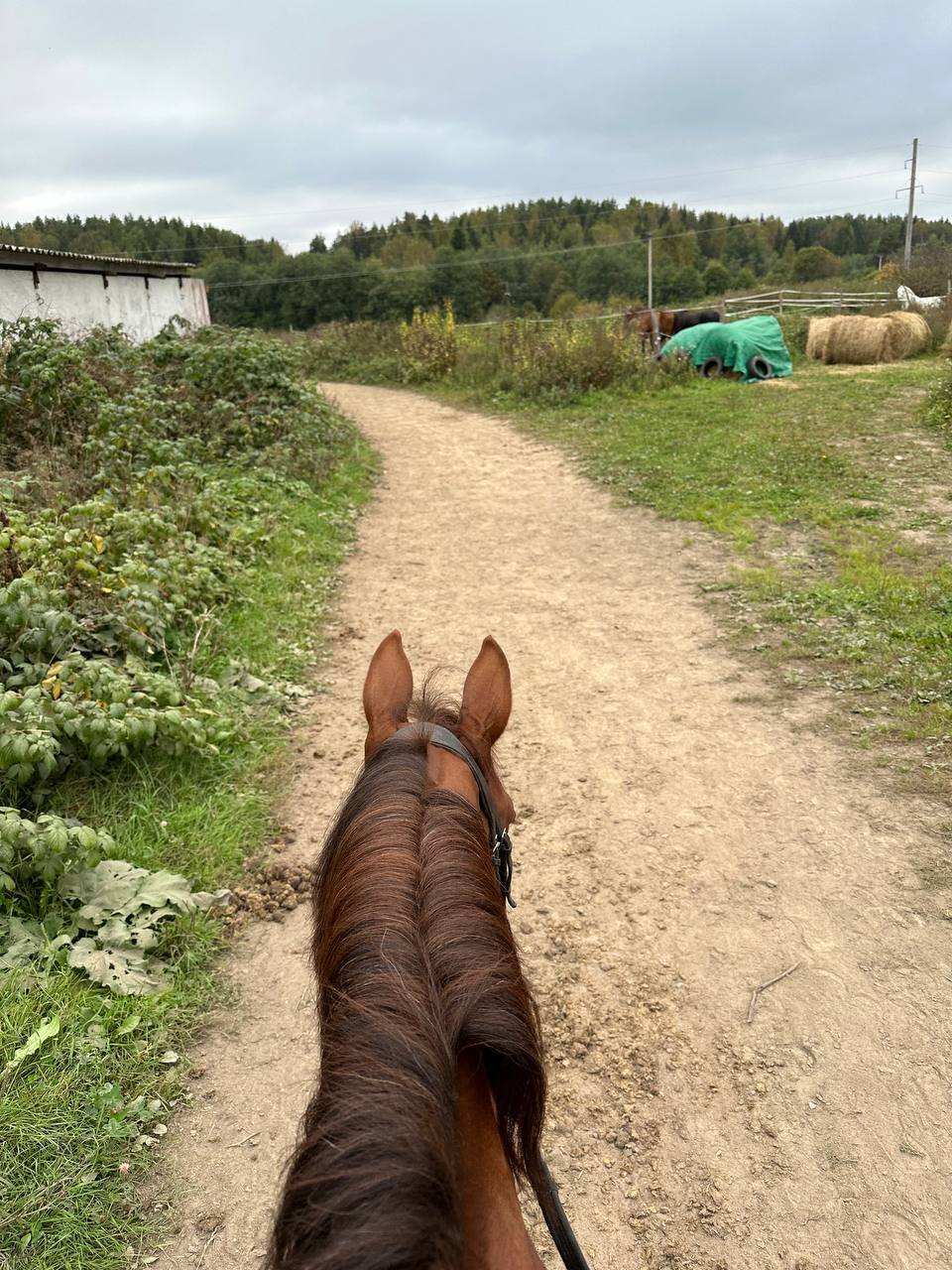 Red Horse - Archie - My, Horses, Pets, Animals, Stable, Rider, Horseback riding, POV, Video, Vertical video, Longpost