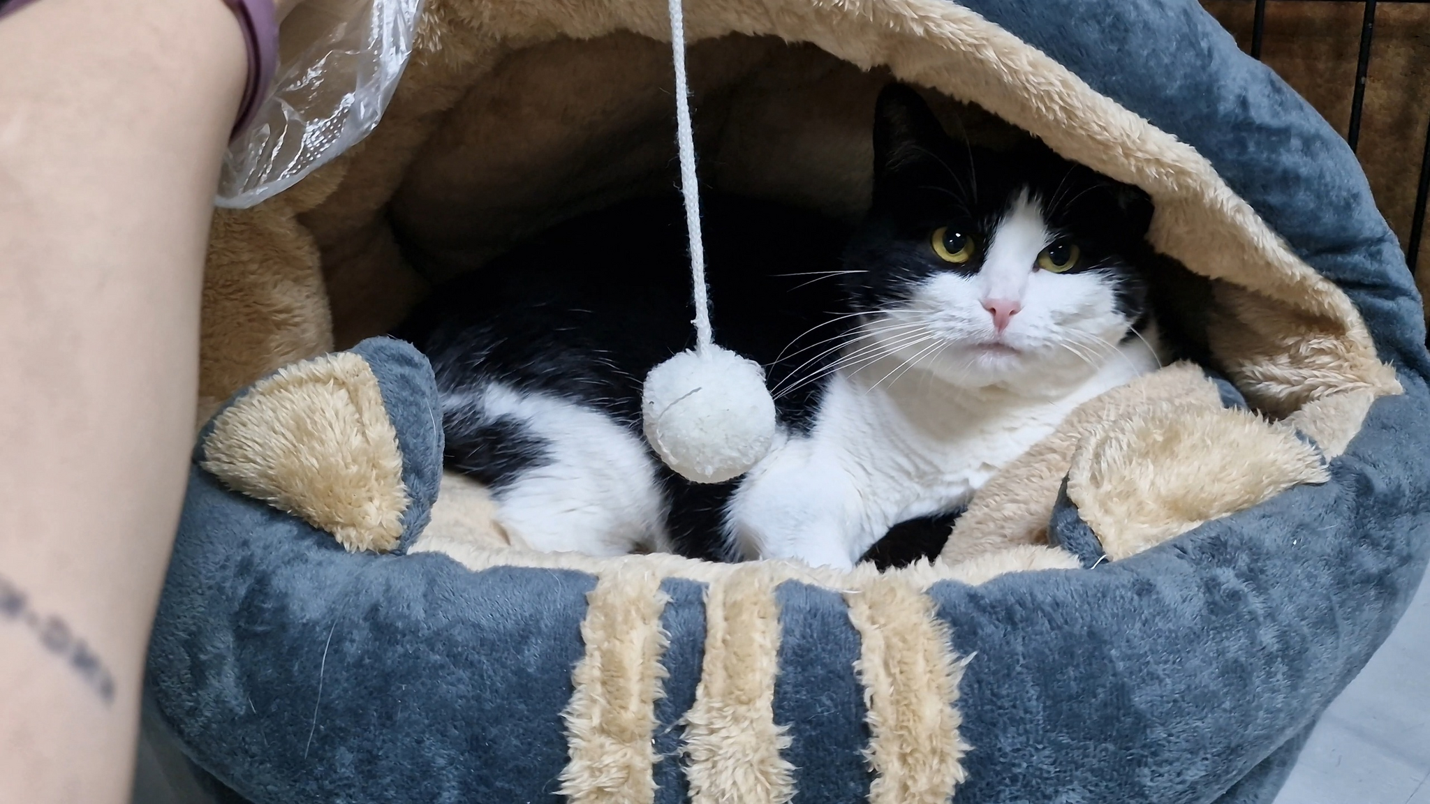 Do you know how to prepare your home for a cat? - My, Animal shelter, Murkosh shelter, cat, Moscow, In good hands, No rating, Help, The photo, Longpost