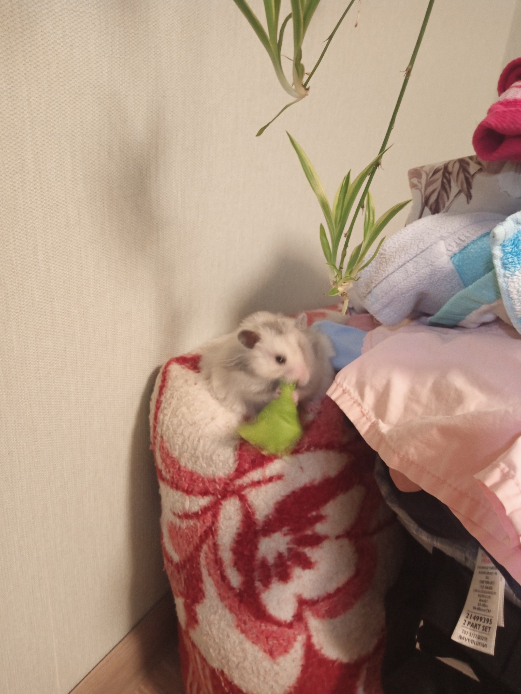 Competition The Most Hamster of Pikabu - My, Syrian hamster, Pets, Milota, Longpost, The photo