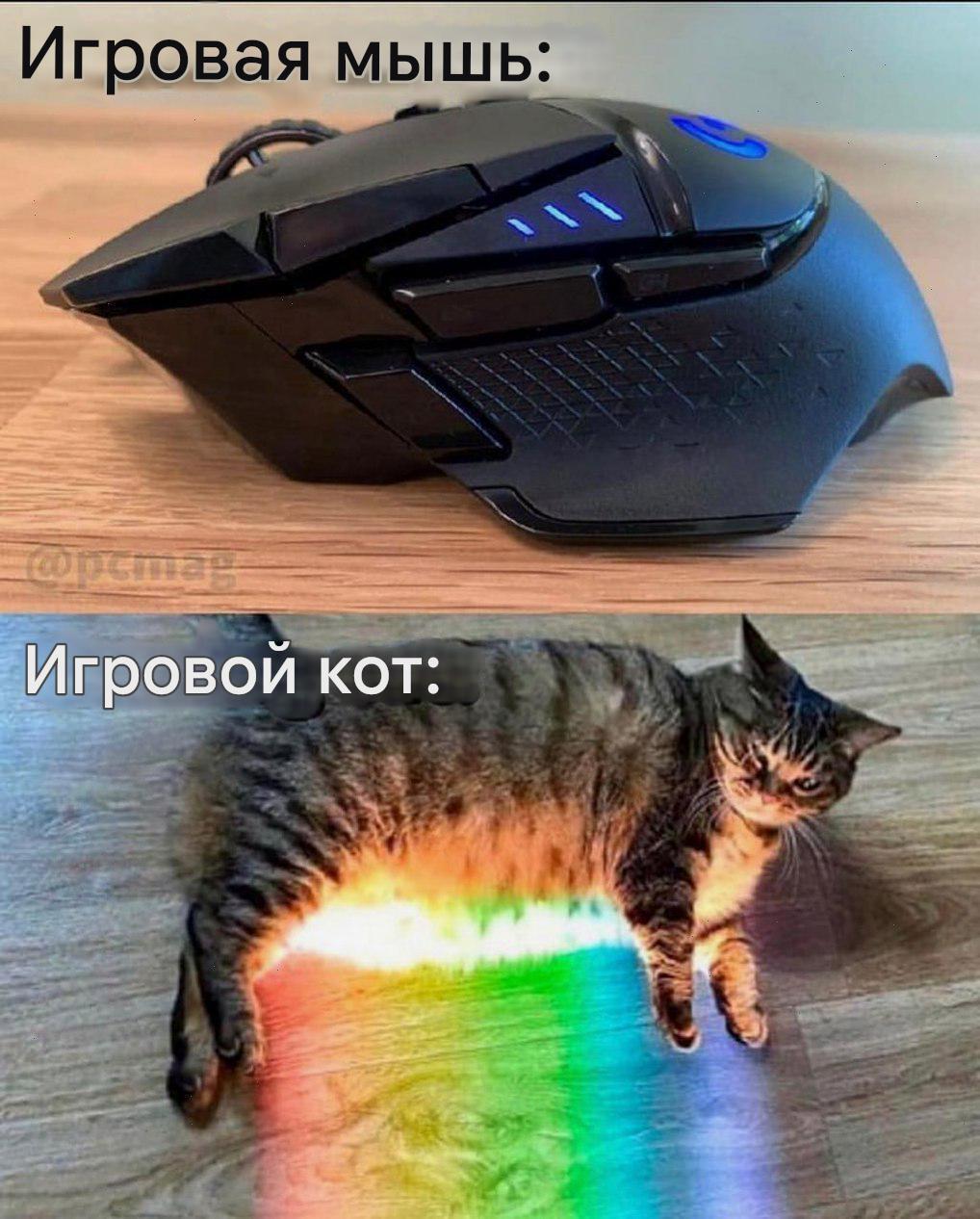 Peripherals and accessories - Picture with text, Memes, cat, Mouse, Play, PC mouse