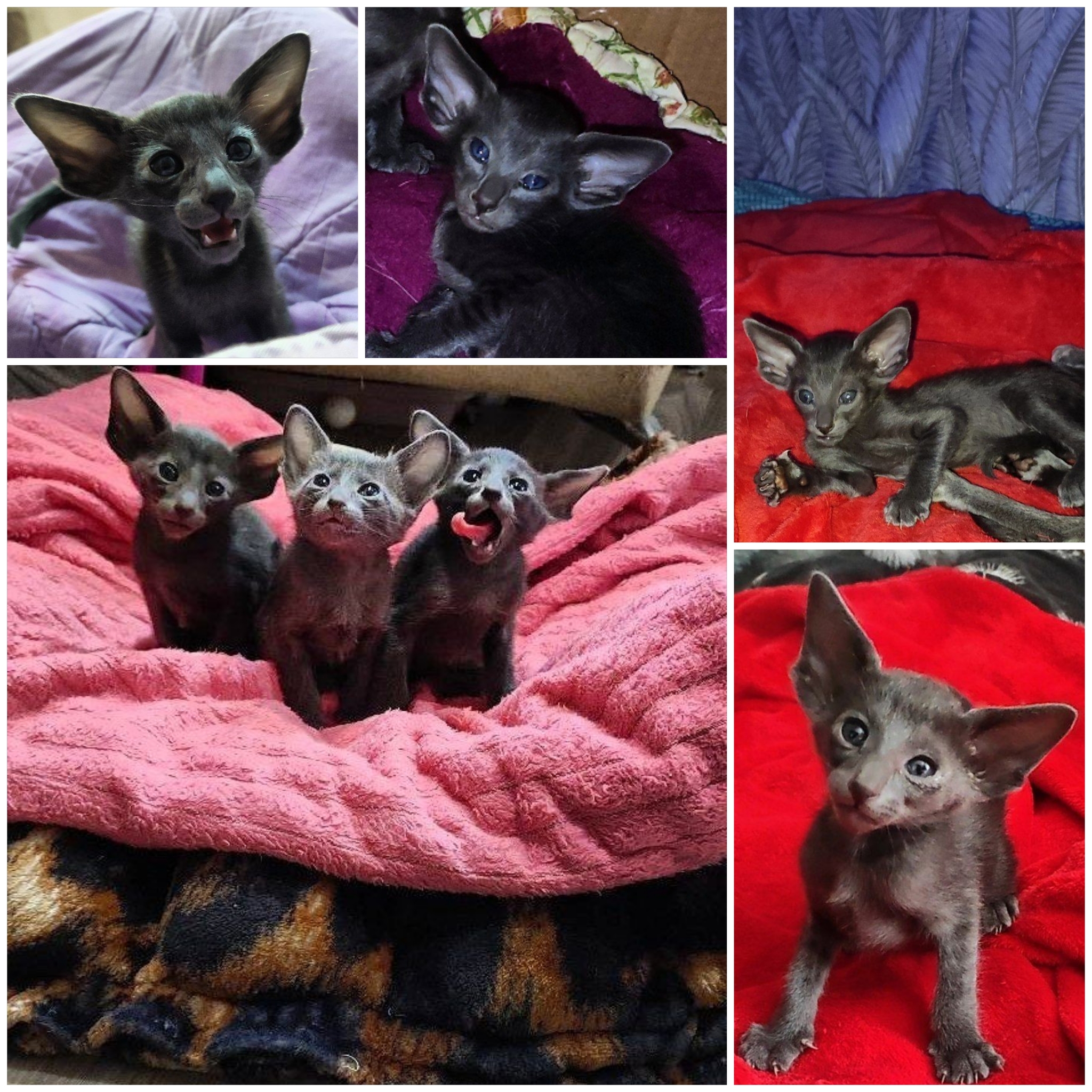 Babies will be available for booking soon - My, Small cats, Big cats, cat, Oriental cats, Nursery, Kittens, Fat cats, Delivery, Flight, Love, Children, Pets