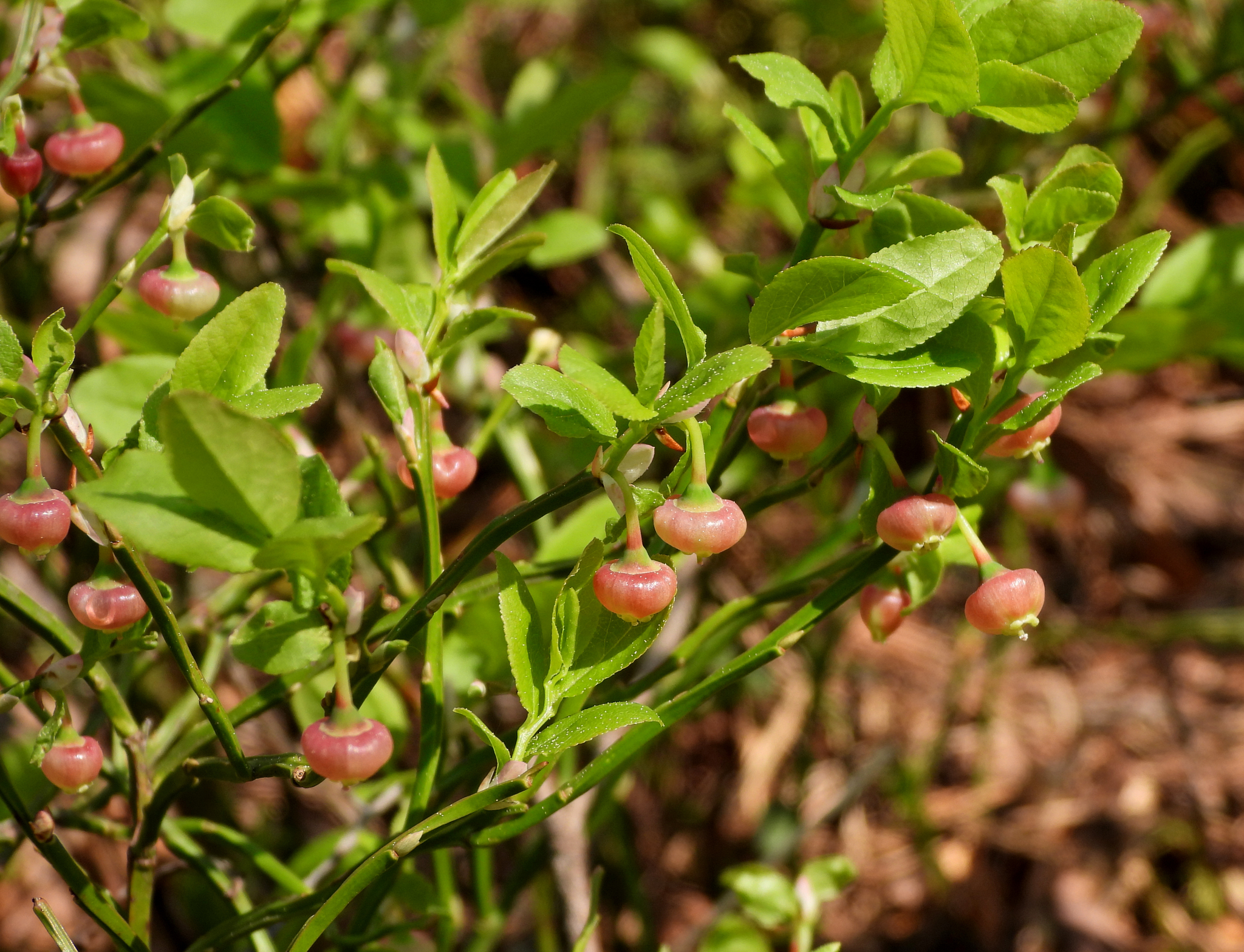 Berries: blueberries! - My, Plants, Botany, Entertaining botany, Berries, Blueberry, Botmuseum, Botanical Museum of the Botanical Institute of the Russian Academy of Sciences, Botanical Museum, Longpost