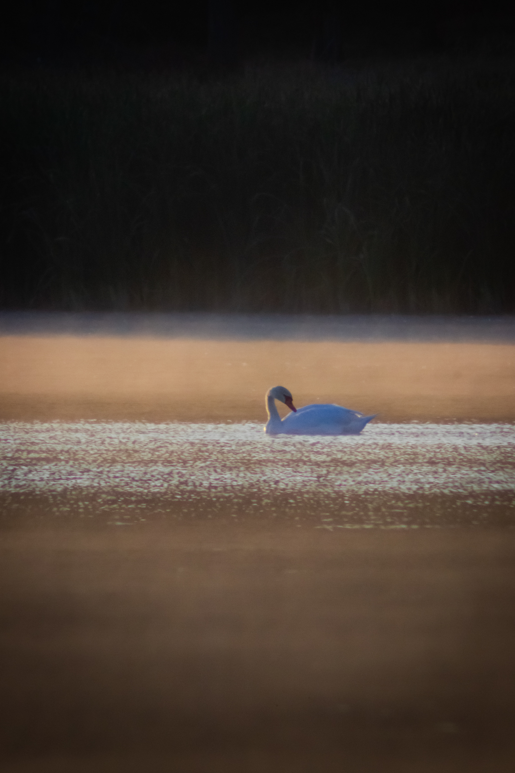 Swan on the lake - My, Morning, Swans, Water, Lake, Rostov region, Nature, Longpost, The photo