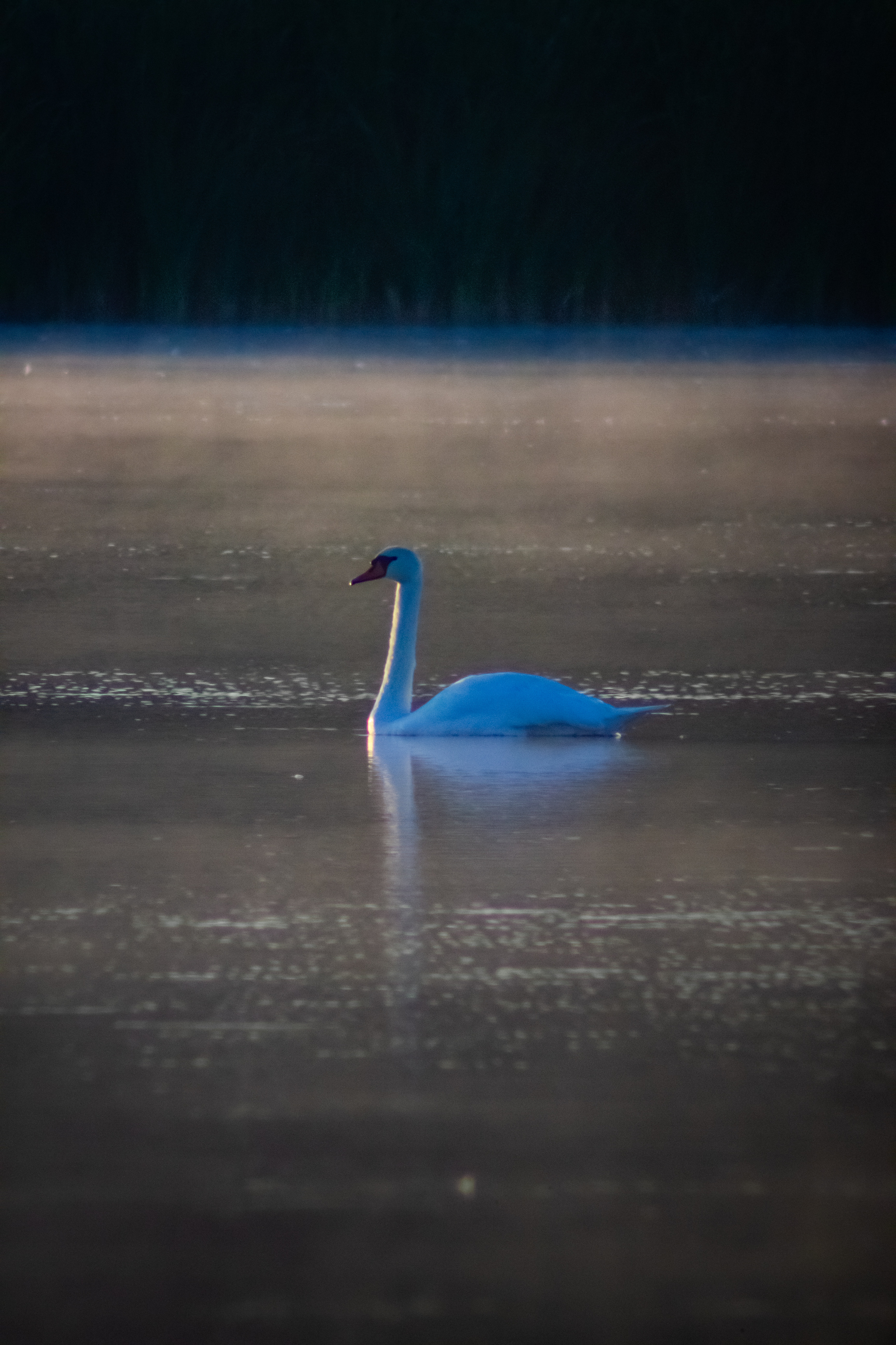 Swan on the lake - My, Morning, Swans, Water, Lake, Rostov region, Nature, Longpost, The photo