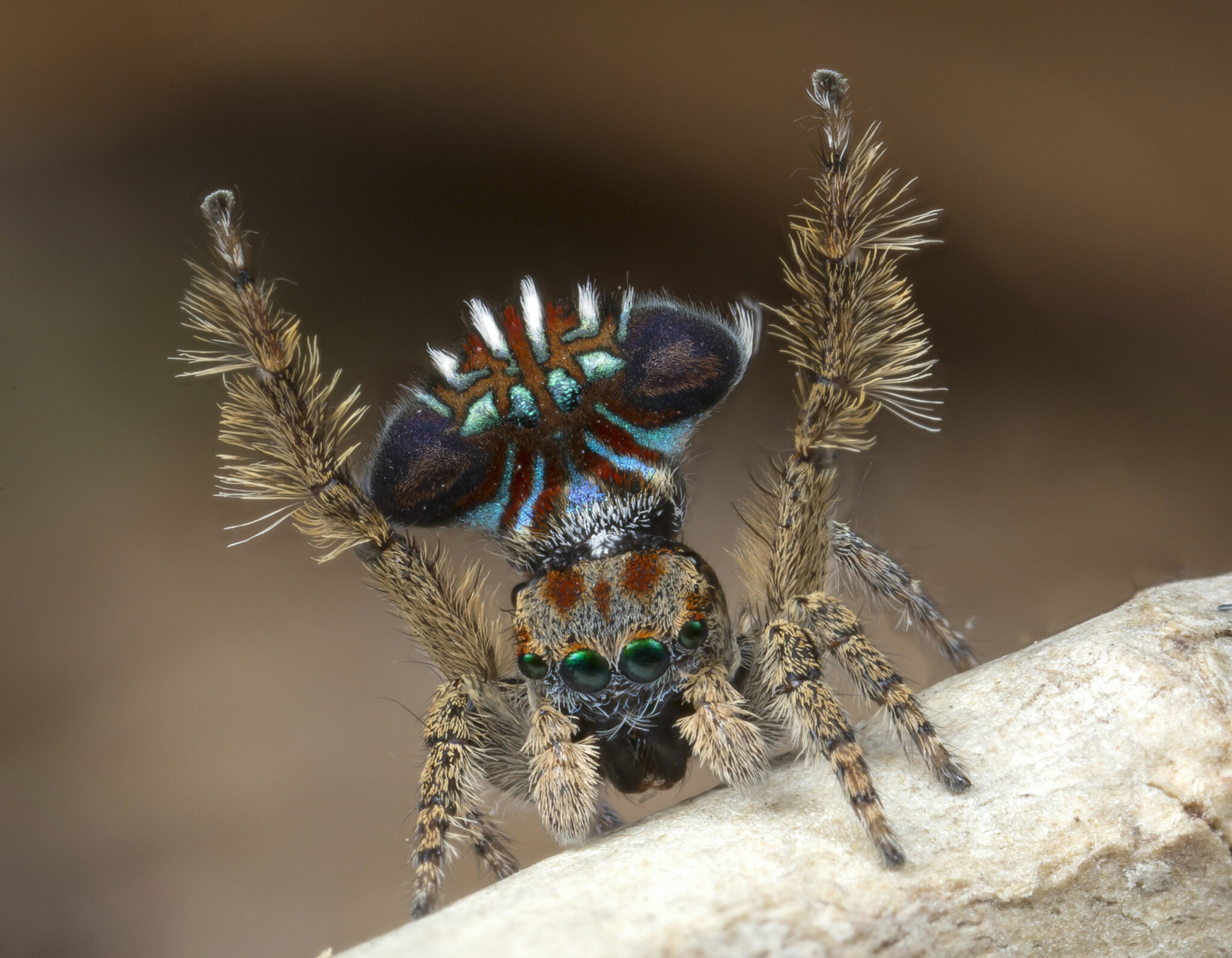 Nice ass, bro! #32 - My, Spider, Jumping spider, Peacock Spider, Milota