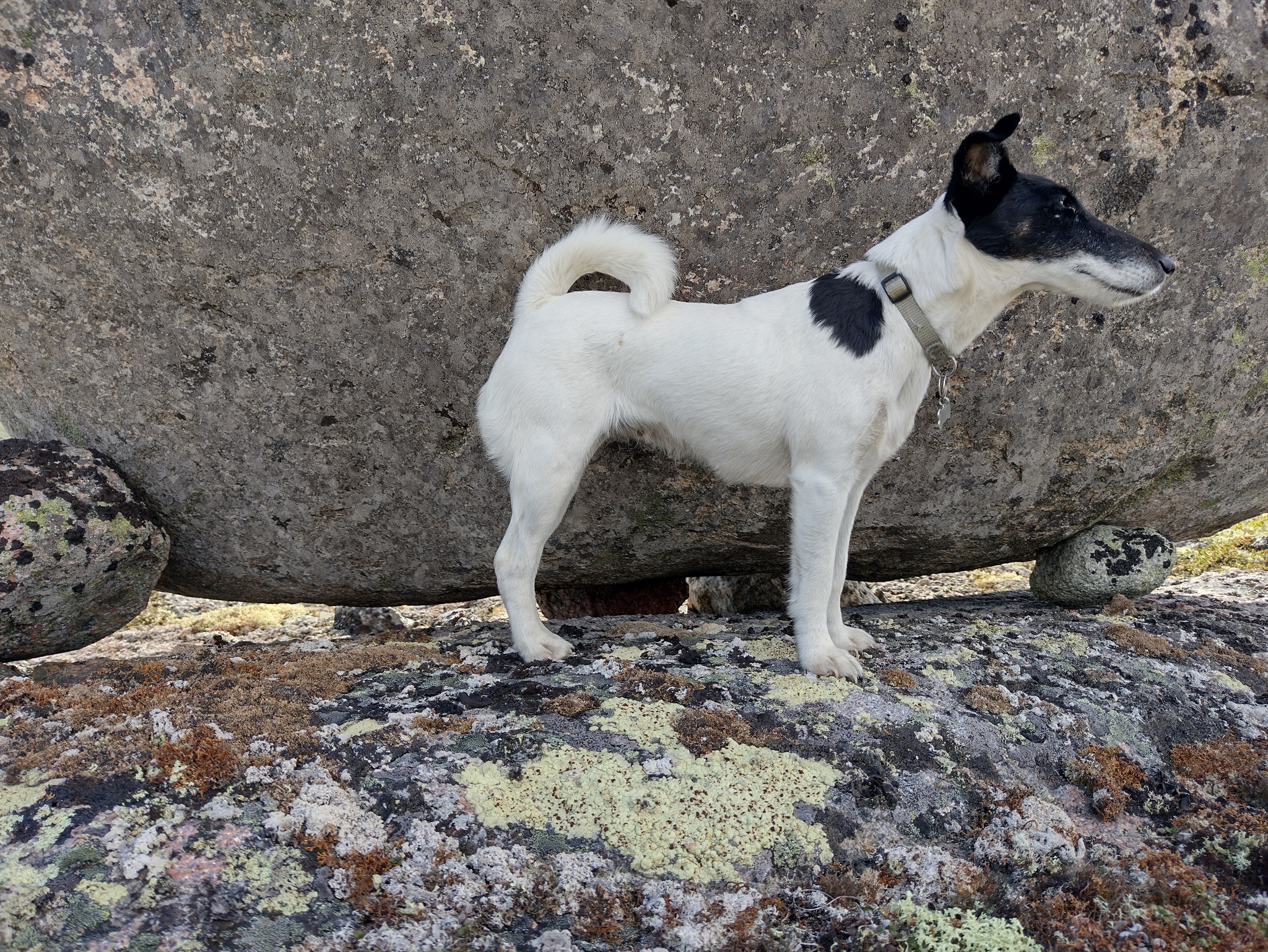 Model - My, Dog, The photo, Kola Peninsula, wildlife, Fashion model, fox, Pets