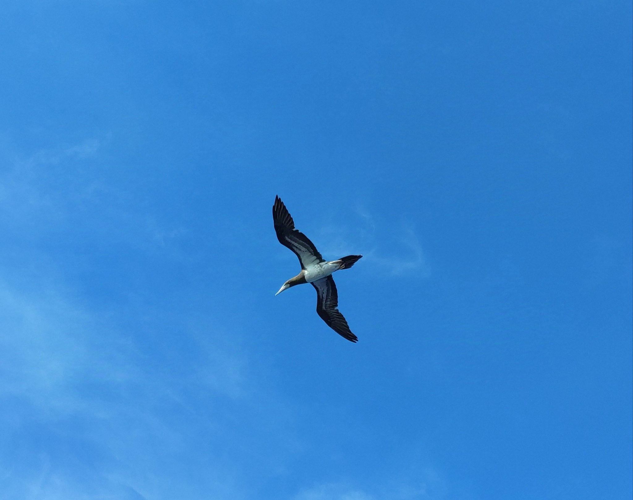 Brown Booby - My, The photo, Birds, Sea, Work at sea, Video, Longpost