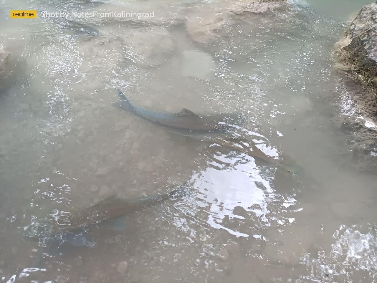 Jungle, waterfall and carp - My, Travels, Vacation, Thailand, Jungle, Waterfall, Carp, Walk, The photo, Vertical video, Video, Longpost