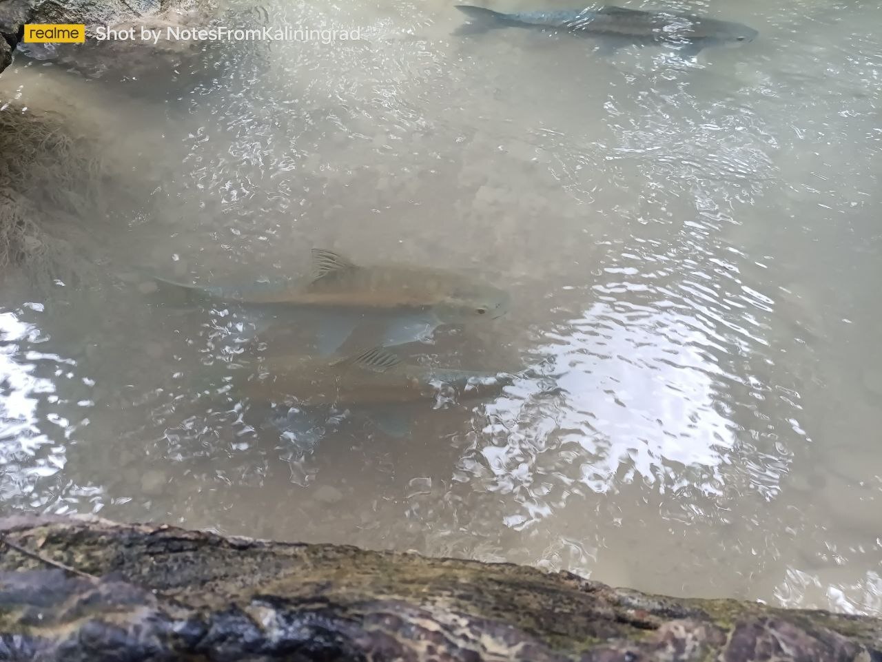 Jungle, waterfall and carp - My, Travels, Vacation, Thailand, Jungle, Waterfall, Carp, Walk, The photo, Vertical video, Video, Longpost