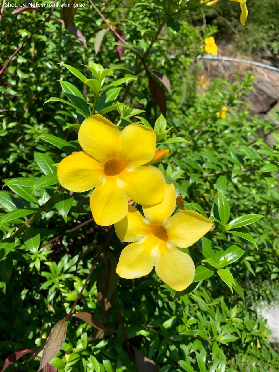 Allamanda - My, Bloom, Street photography, The photo, Flowers, Thailand