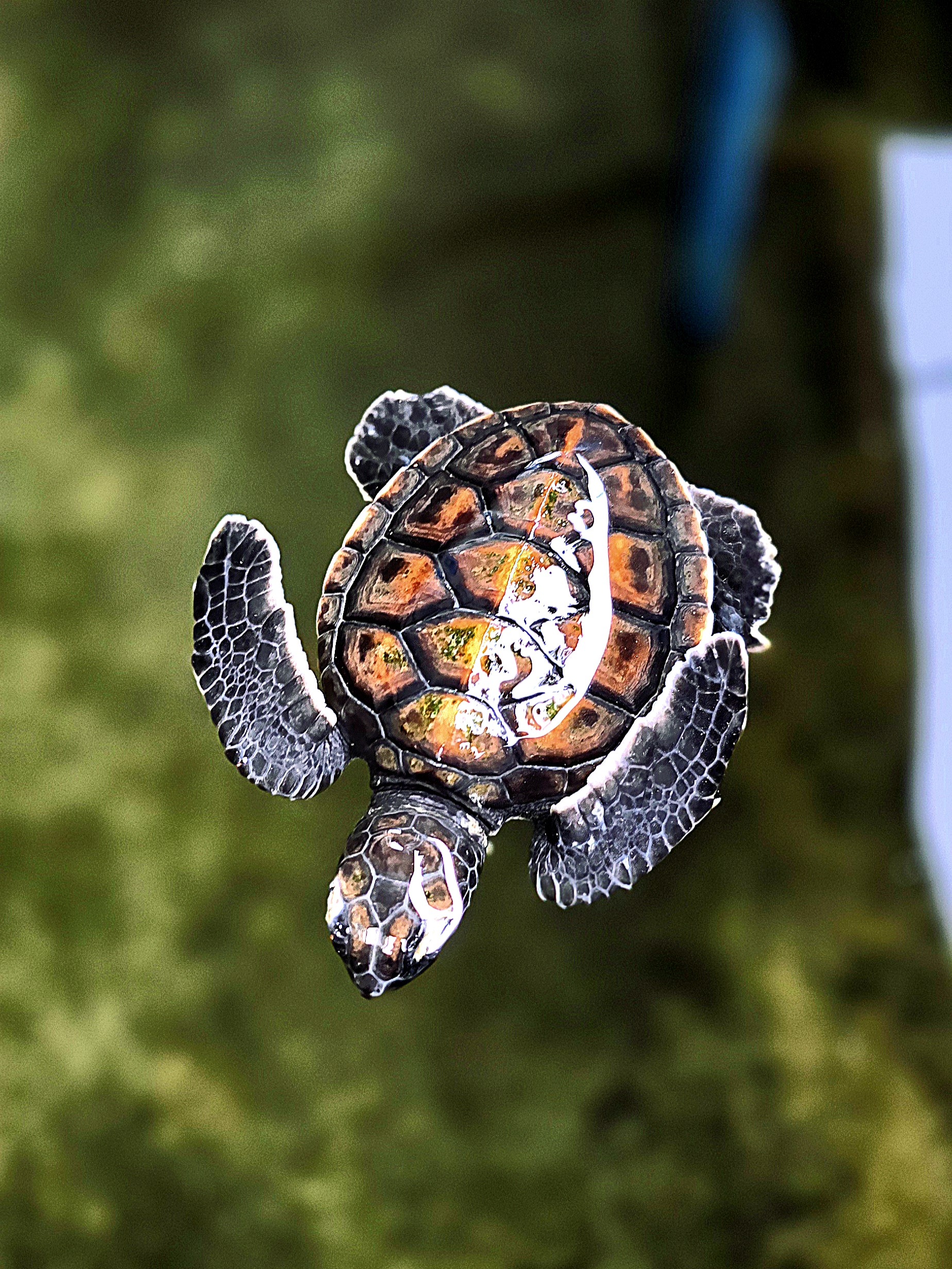 Chelonia Mydas Зелёные черепаха - Моё, Шри-Ланка, Черепаха, Ферма, Цейлон, Путешествия, Фотография