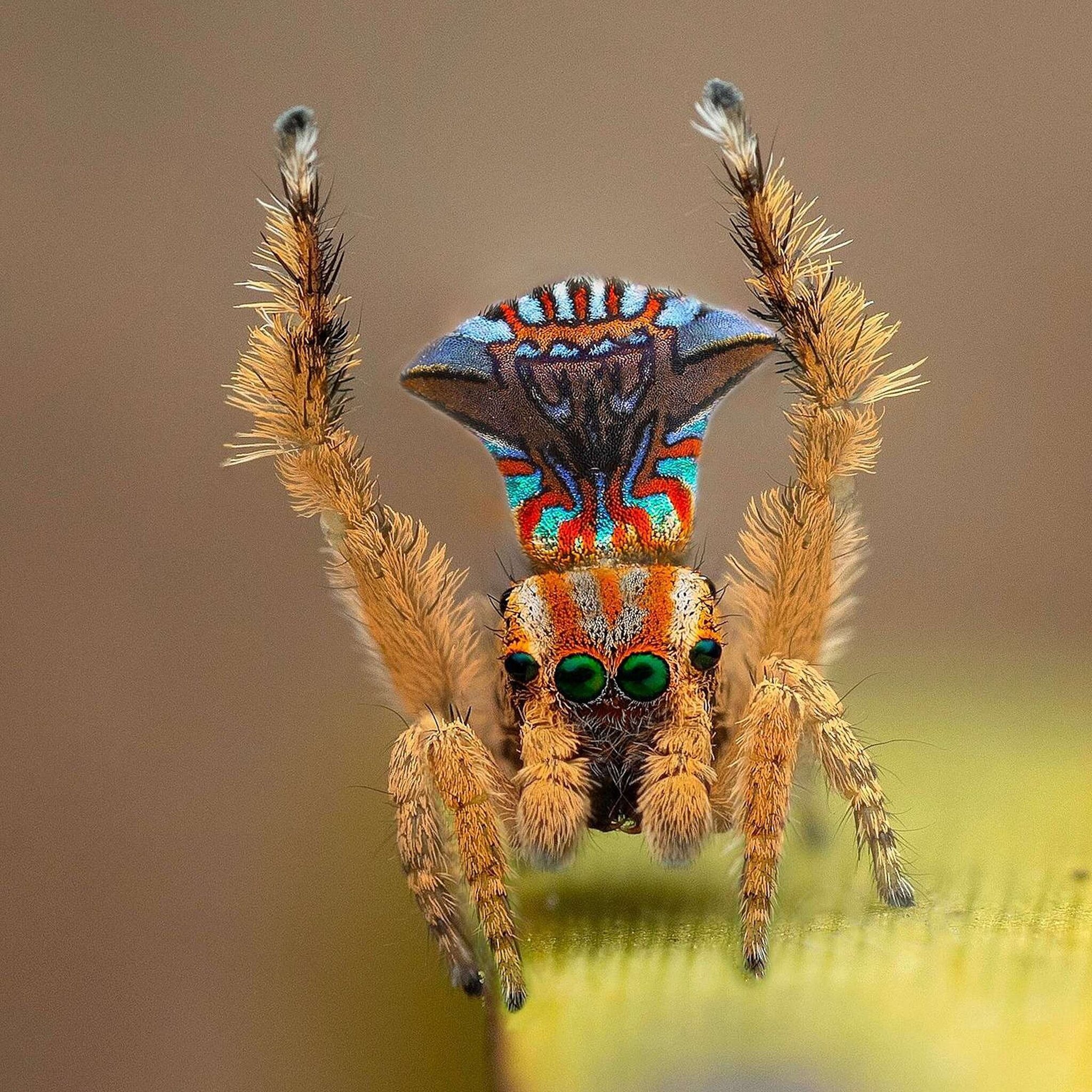 Nice ass, bro! #30 - Spider, Milota, Jumping spider, Peacock Spider