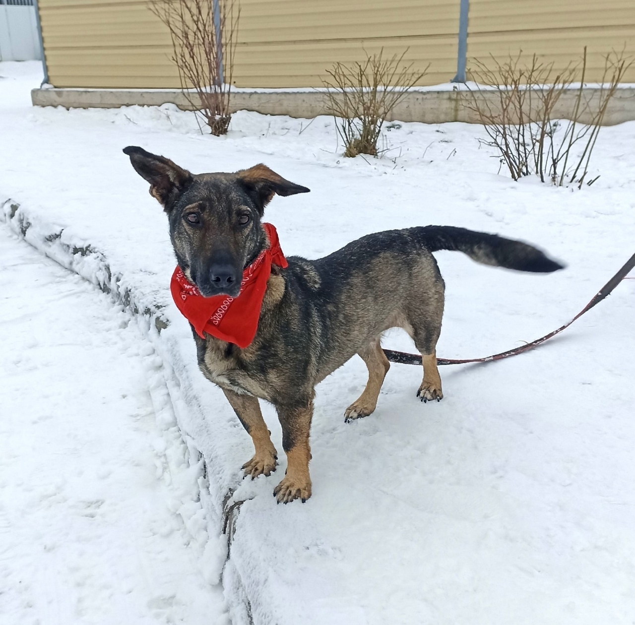 Charming short-legged baby SAMBA is looking for a family - Overexposure, Volunteering, Homeless animals, In good hands, Shelter, Dog, Permian, Kindness, Video, Vertical video, Longpost