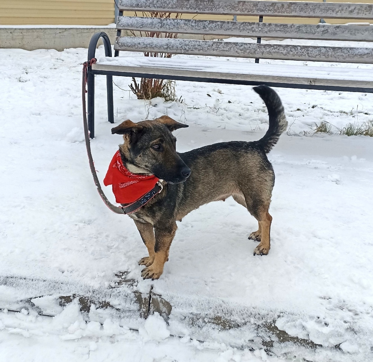 Charming short-legged baby SAMBA is looking for a family - Overexposure, Volunteering, Homeless animals, In good hands, Shelter, Dog, Permian, Kindness, Video, Vertical video, Longpost