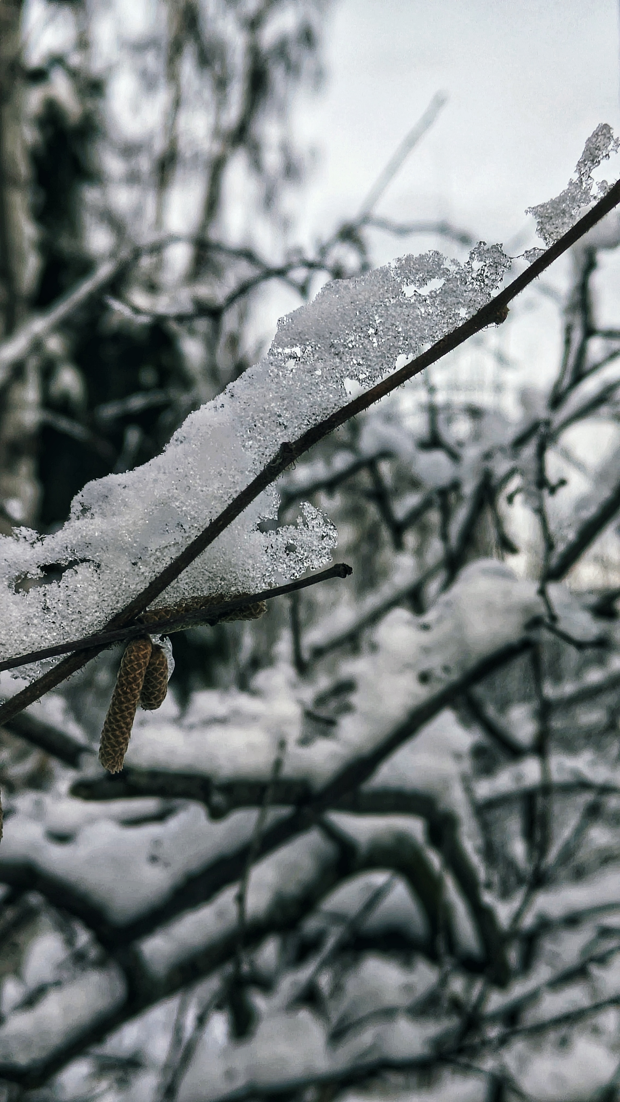 Winter patterns - My, Mytischi, Mytishchi district, The photo, Google pixel smartphone, Pixel, Google, Moscow region, Forest, The park, Winter, Longpost