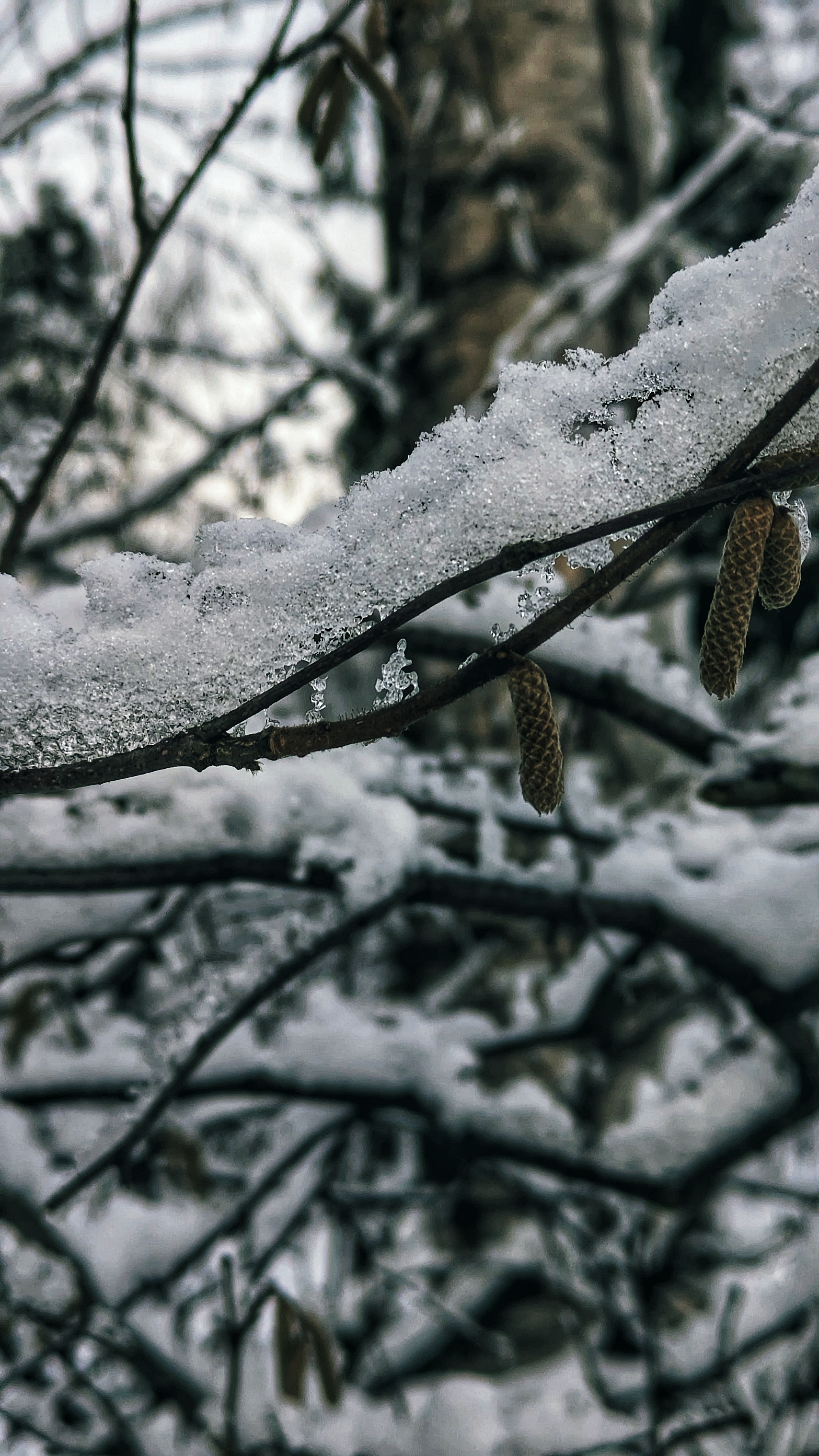 Winter patterns - My, Mytischi, Mytishchi district, The photo, Google pixel smartphone, Pixel, Google, Moscow region, Forest, The park, Winter, Longpost