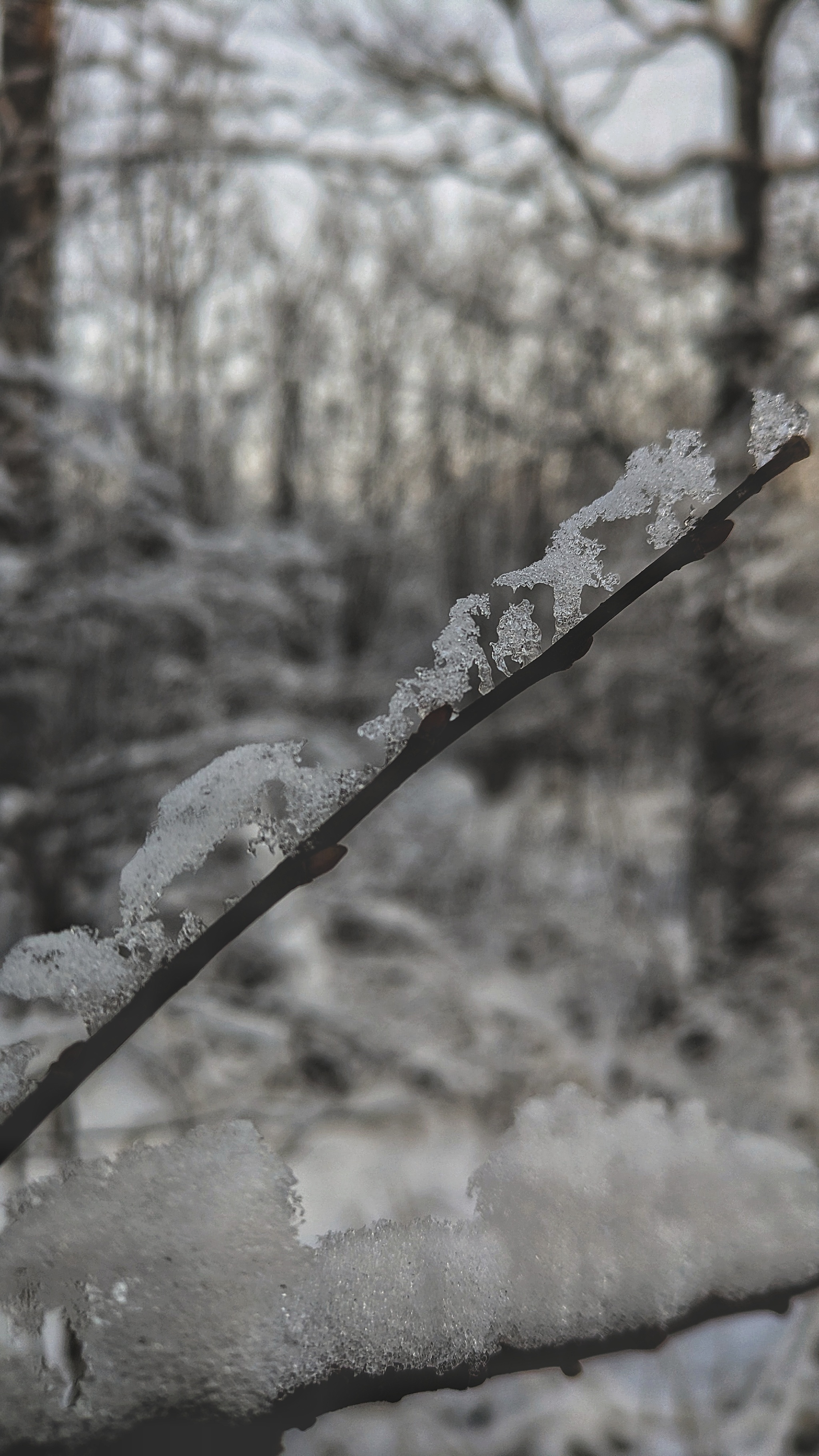 Winter patterns - My, Mytischi, Mytishchi district, The photo, Google pixel smartphone, Pixel, Google, Moscow region, Forest, The park, Winter, Longpost